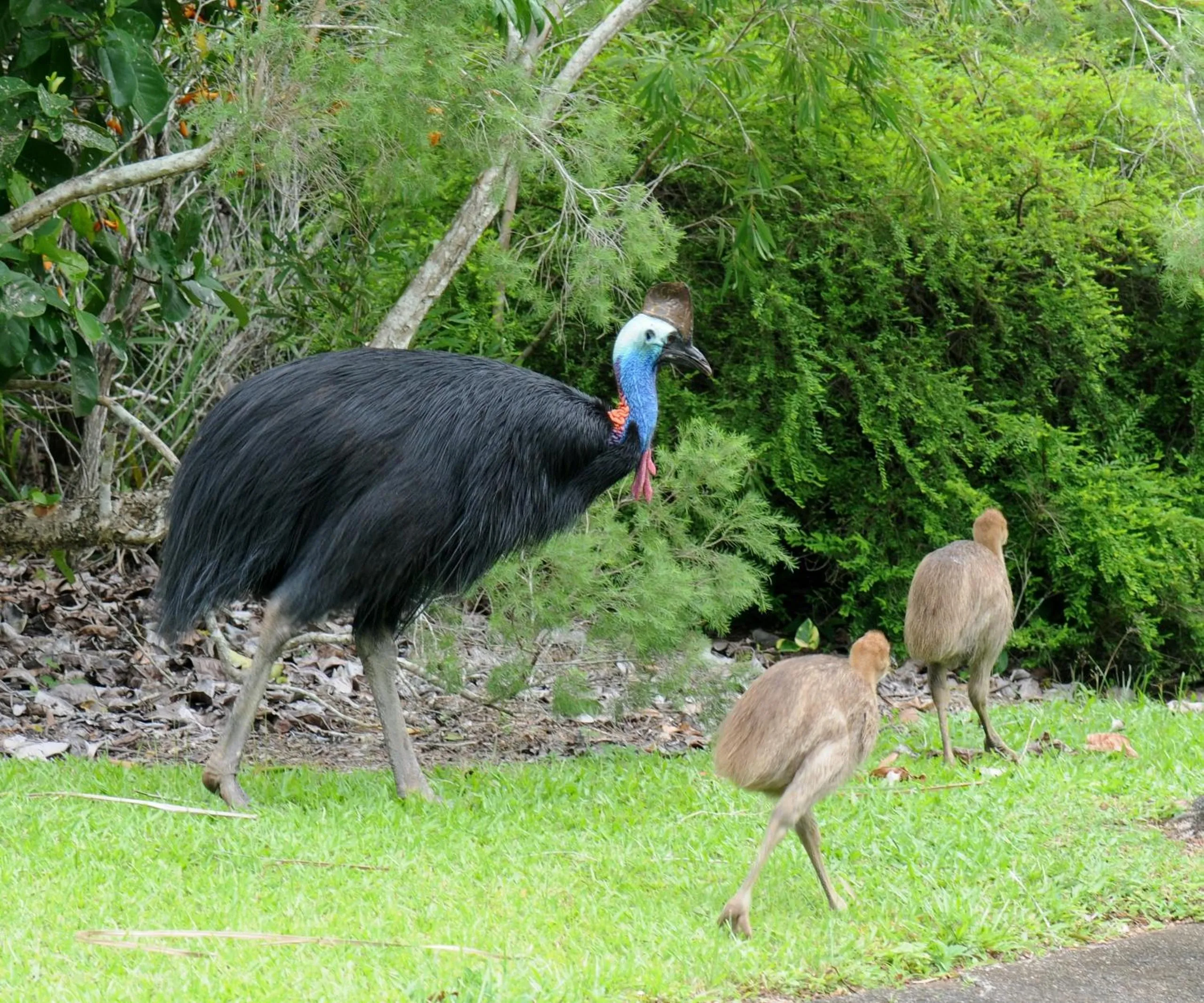 Animals in Sejala Beach Huts