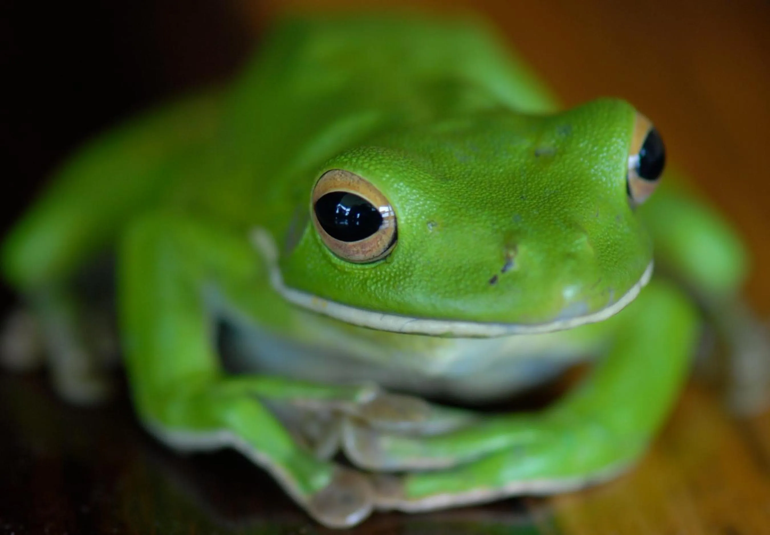 Animals in Sejala Beach Huts