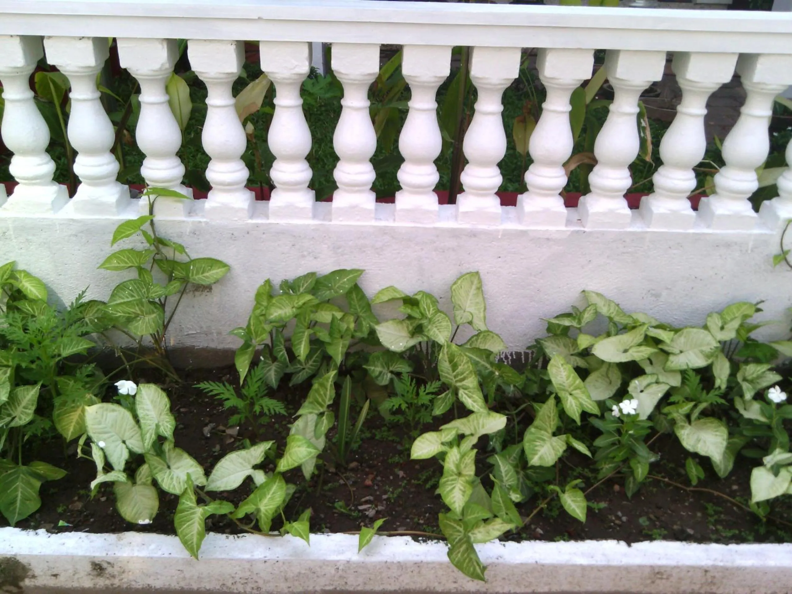 Garden in Nathans Holiday Home