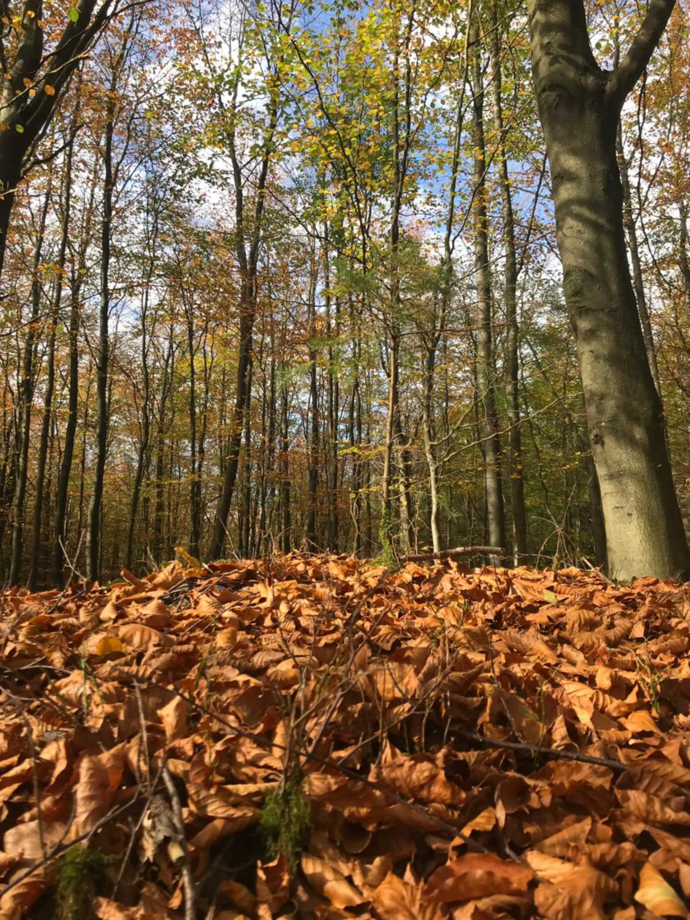 Off site in Hotel Alt Montjoie