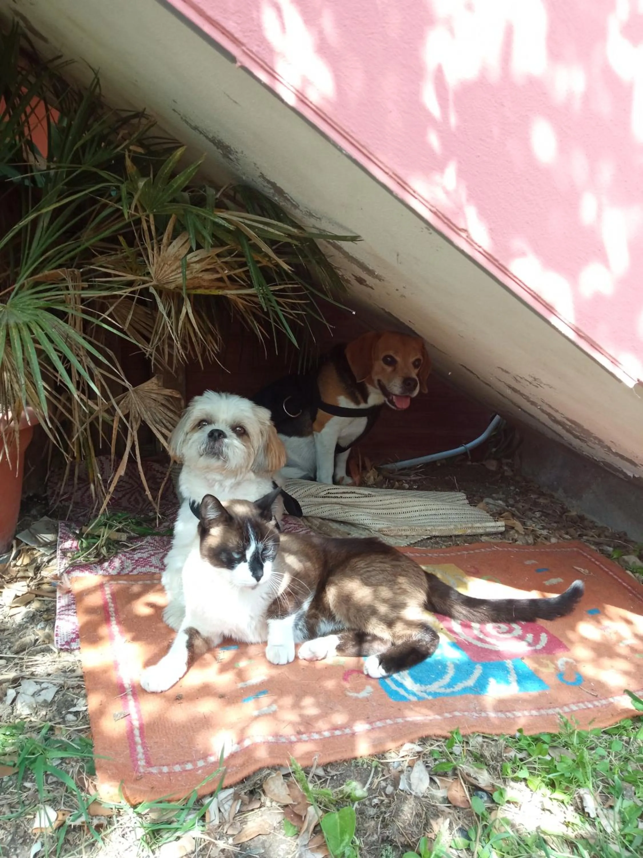 Corona Bed & Breakfast