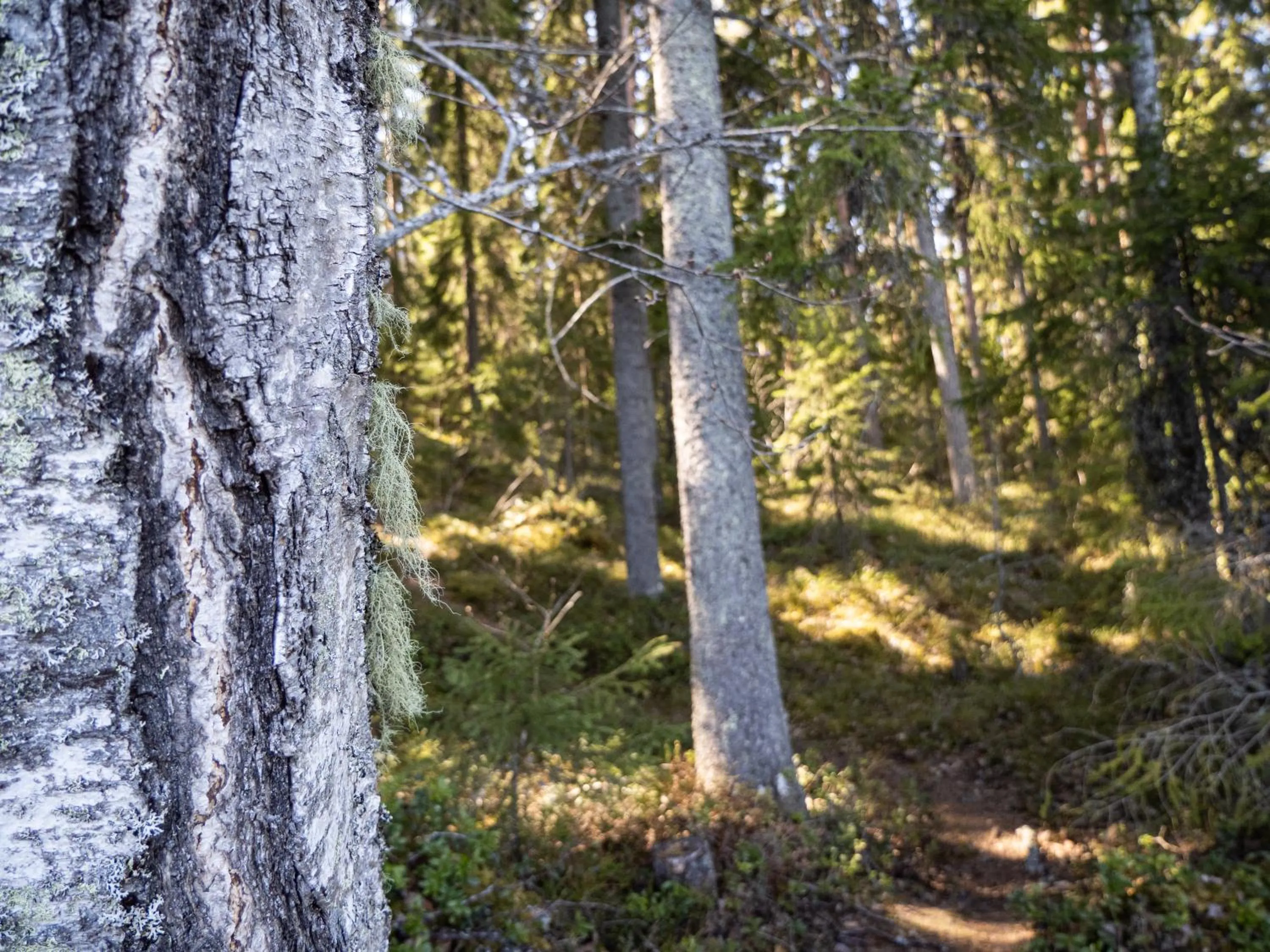 Hiking in Keurusselkä Resort
