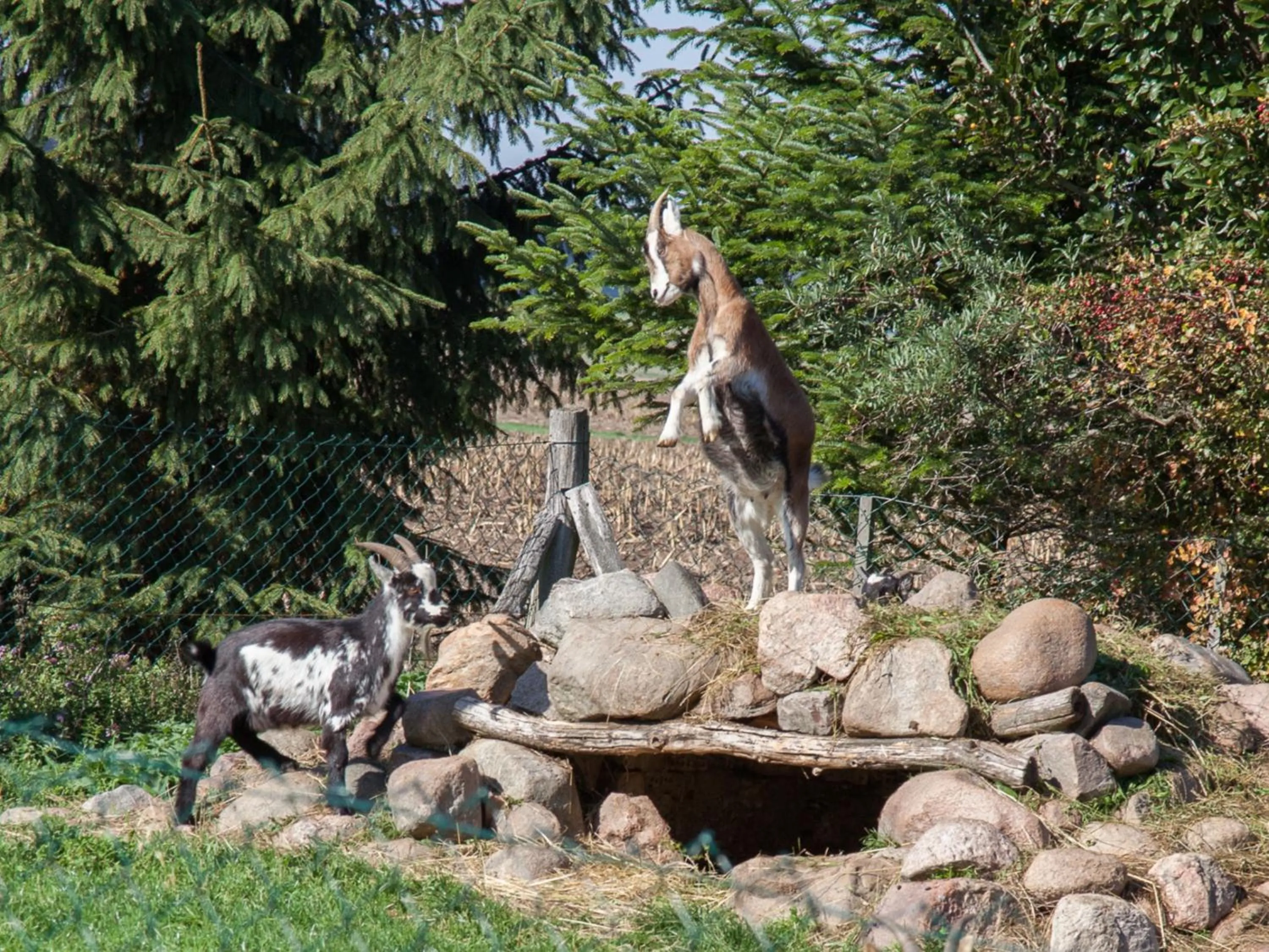 Day in Landhaus Alte Schmiede
