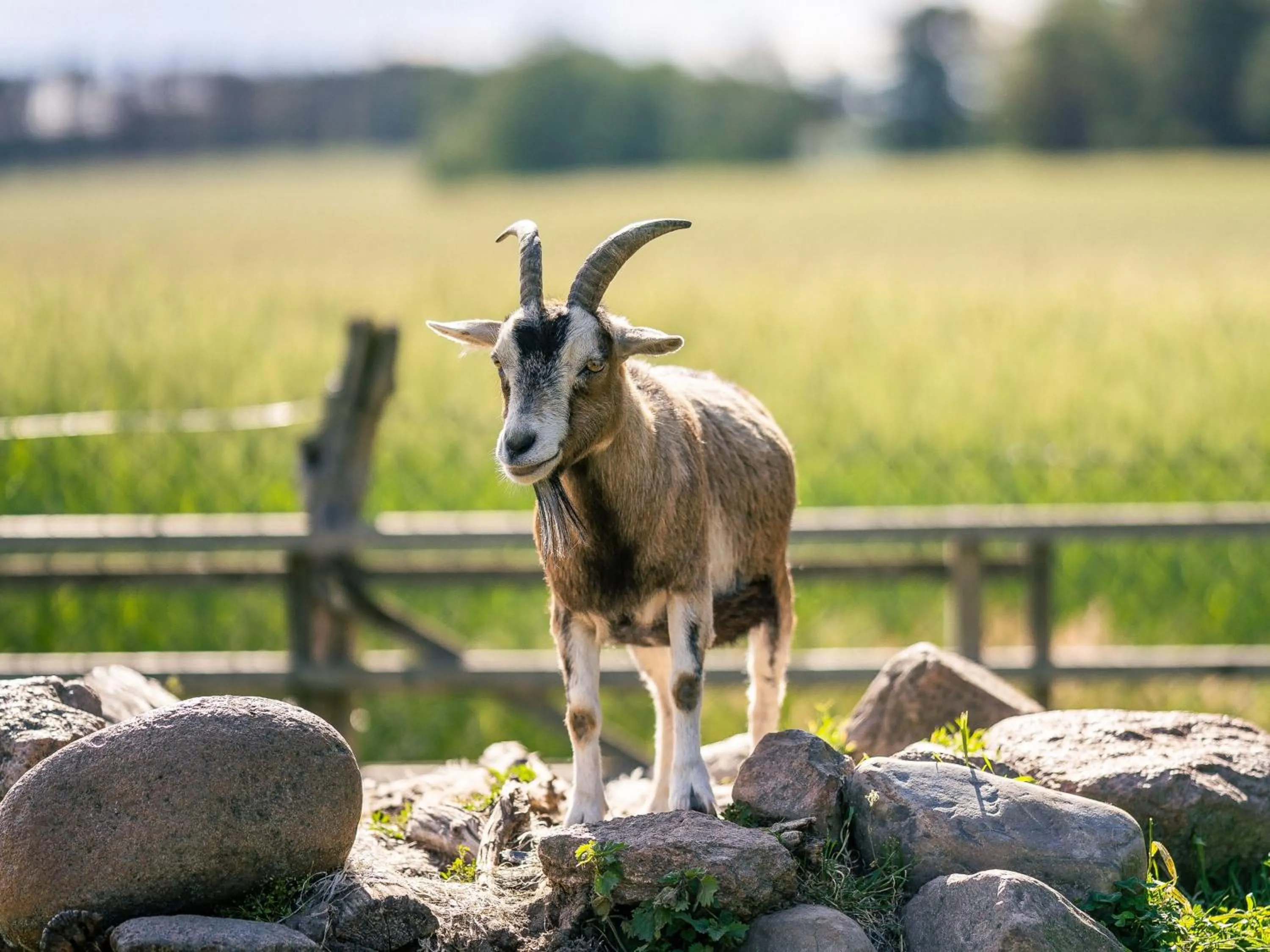 Natural landscape in Landhaus Alte Schmiede