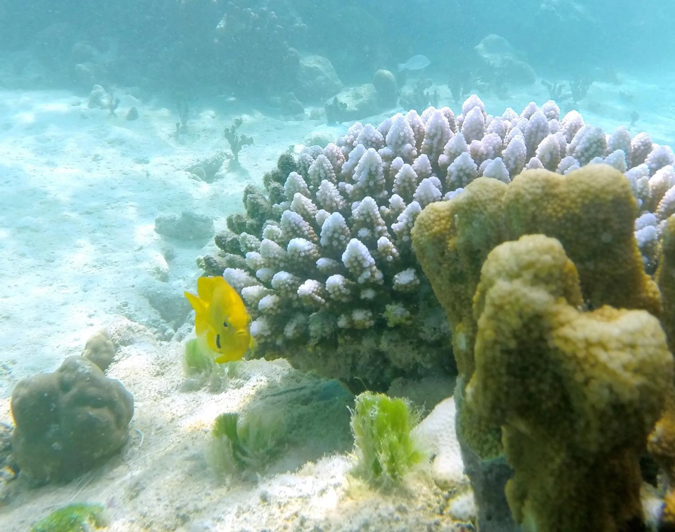 Animals in Cerf Island Resort