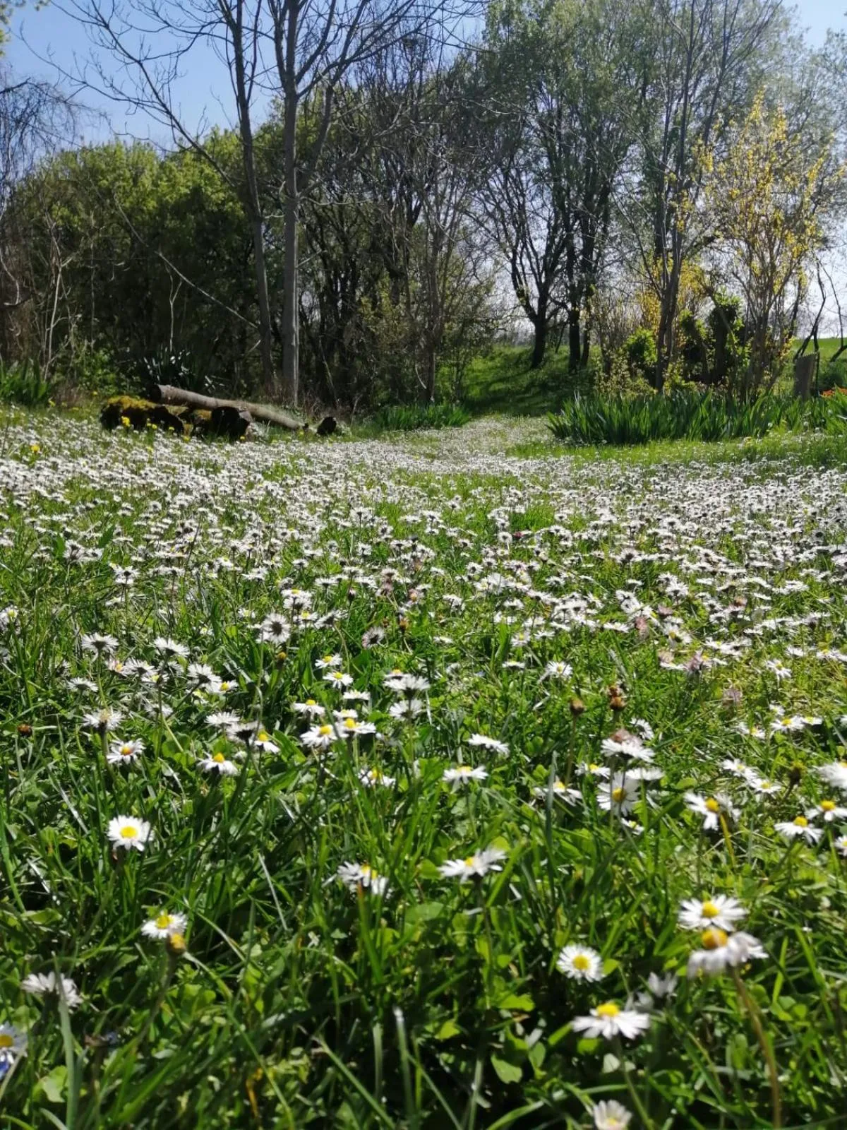 Garden in Domaine de Séguéla