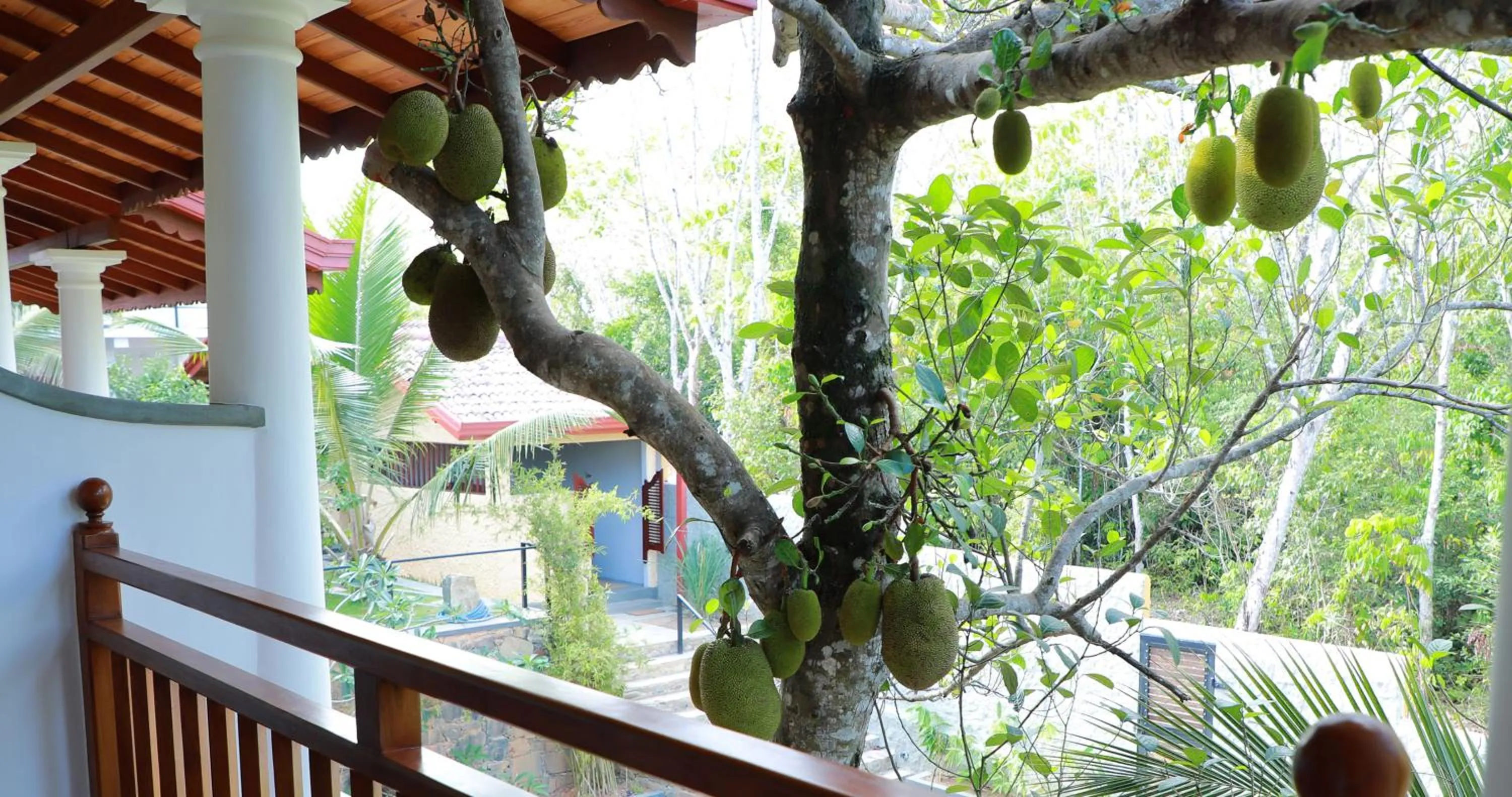 Balcony/Terrace in Terrace Garden Ayurveda Resort