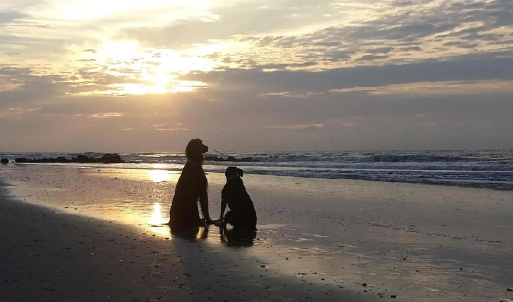 Pets in Folly Vacation 114A Townhouse near the beach, pet friendly