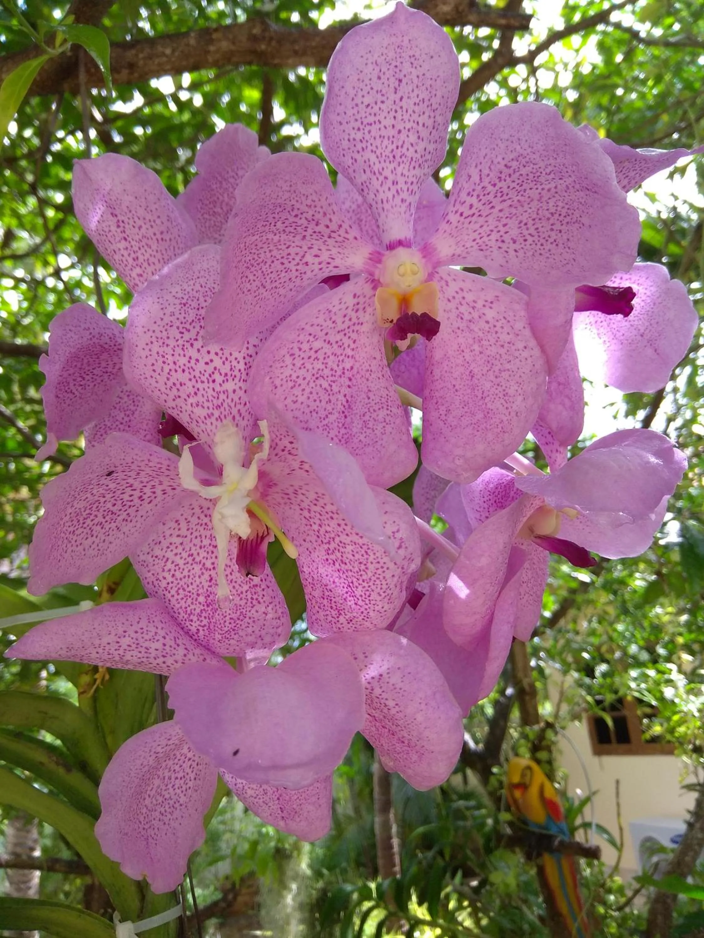 Garden view in Stella Resort