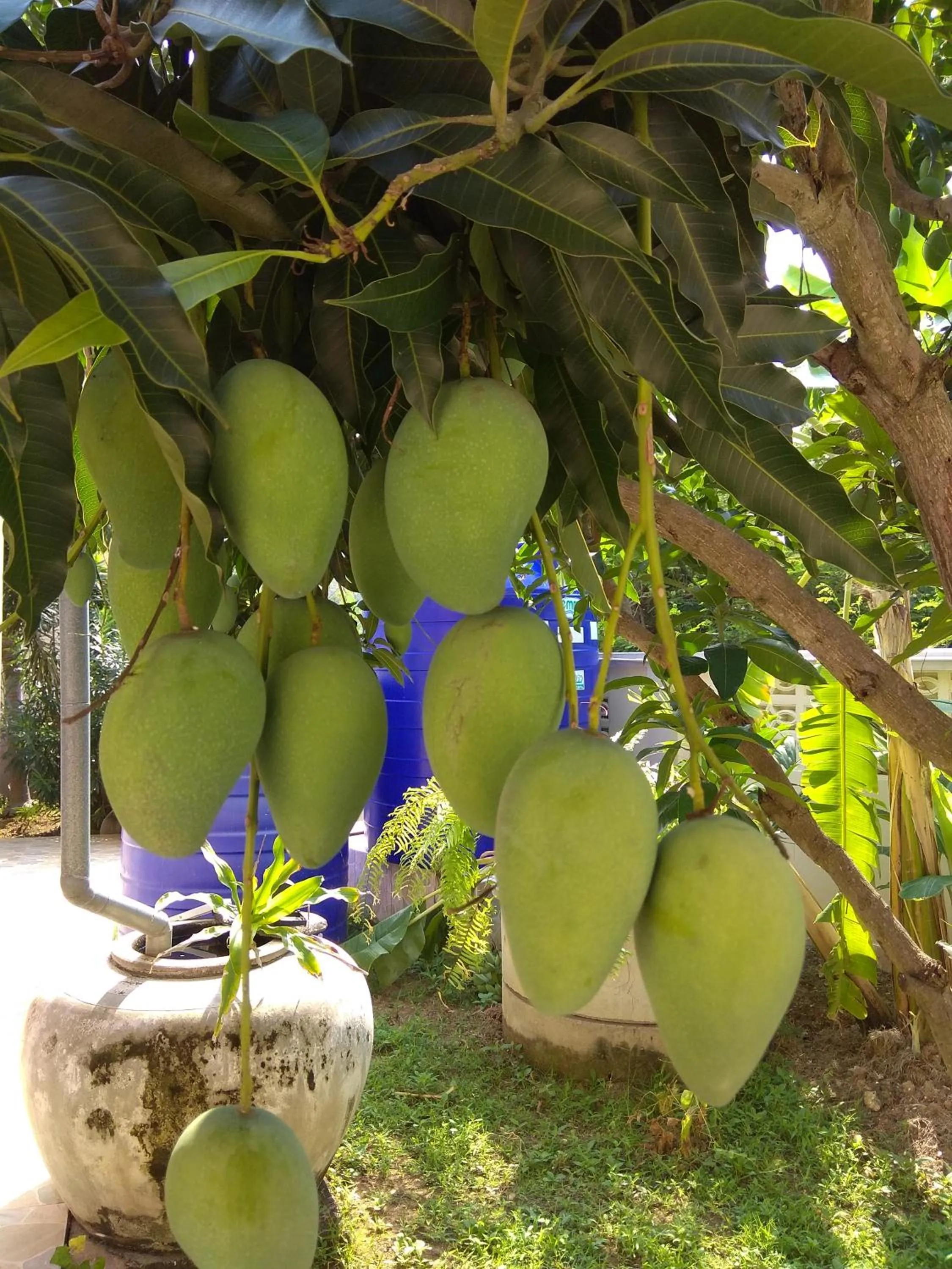 Garden in Stella Resort