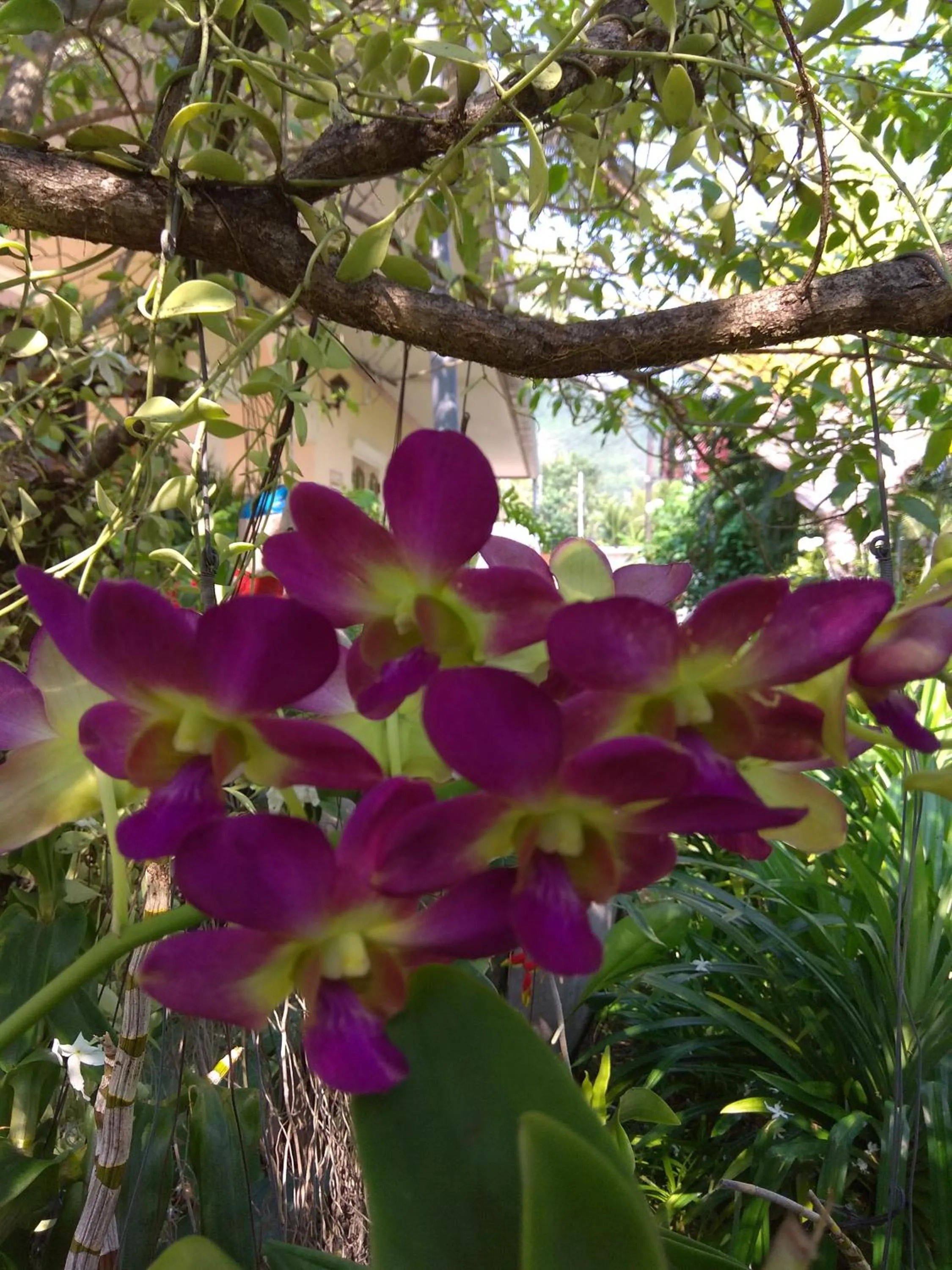 Natural landscape in Stella Resort