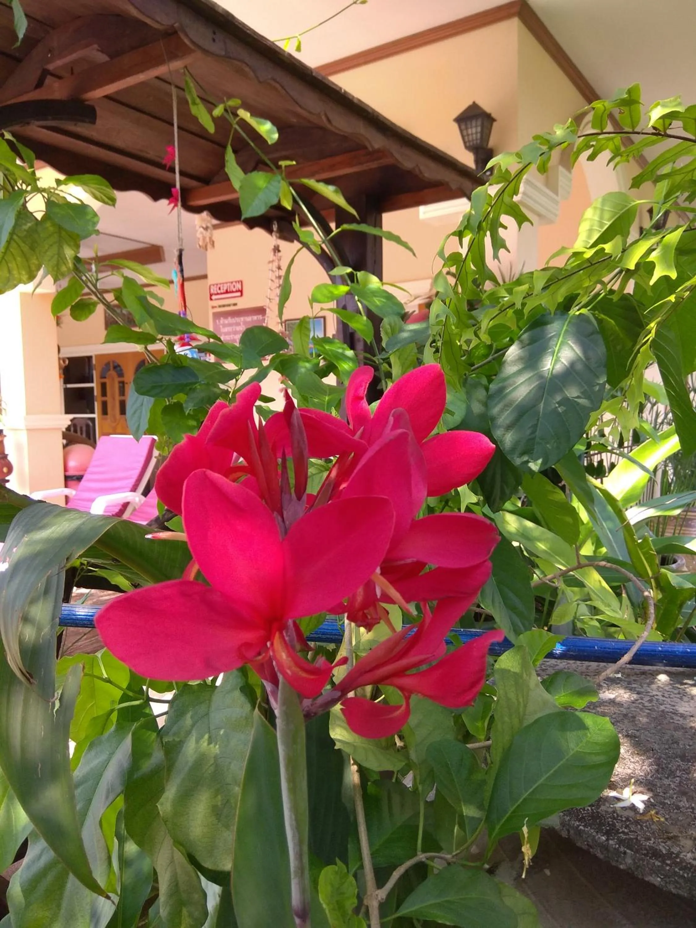 Garden view in Stella Resort