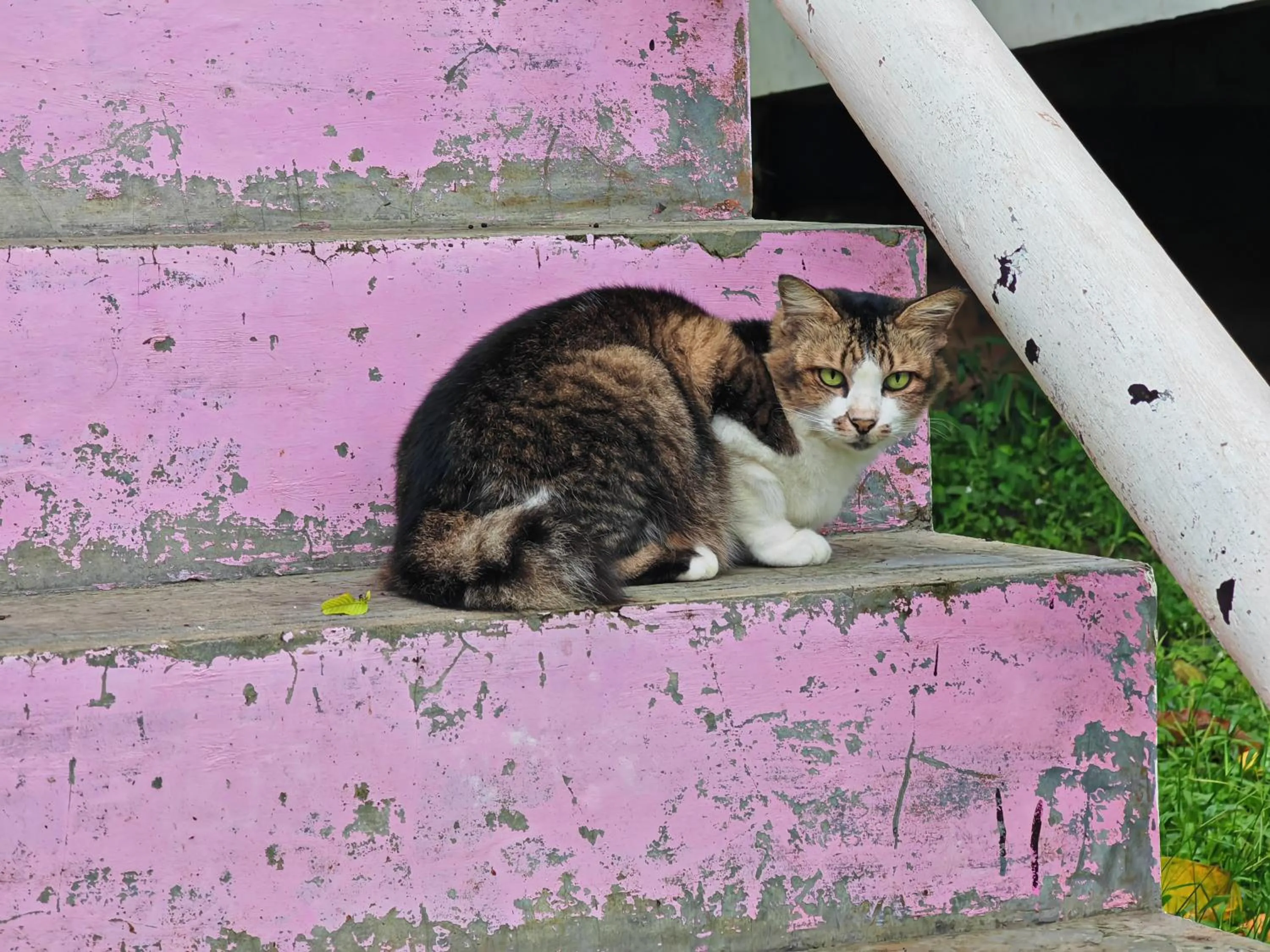 Pets in Phi Phi Chang Grand Resort