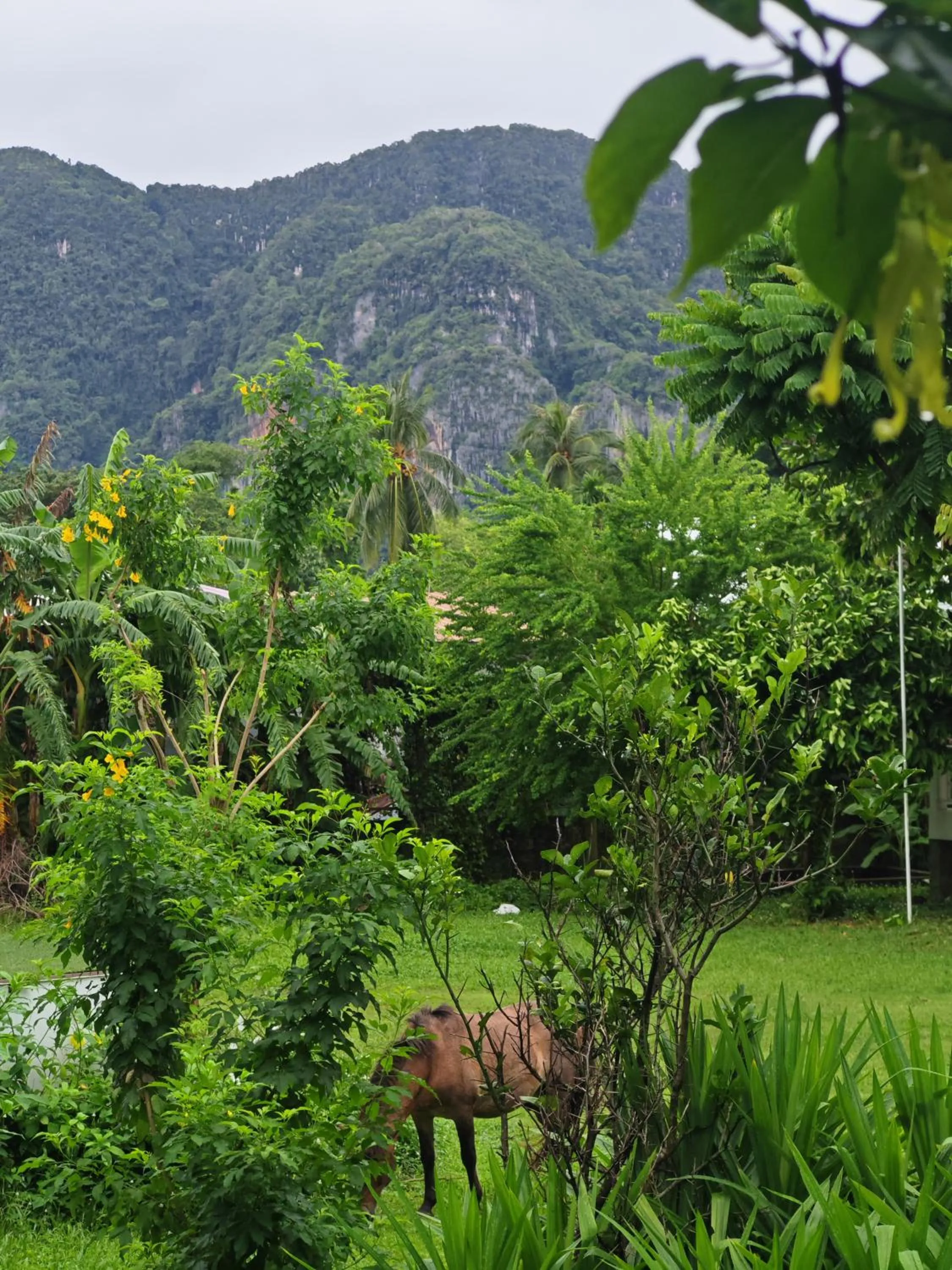 Garden view in Phi Phi Chang Grand Resort