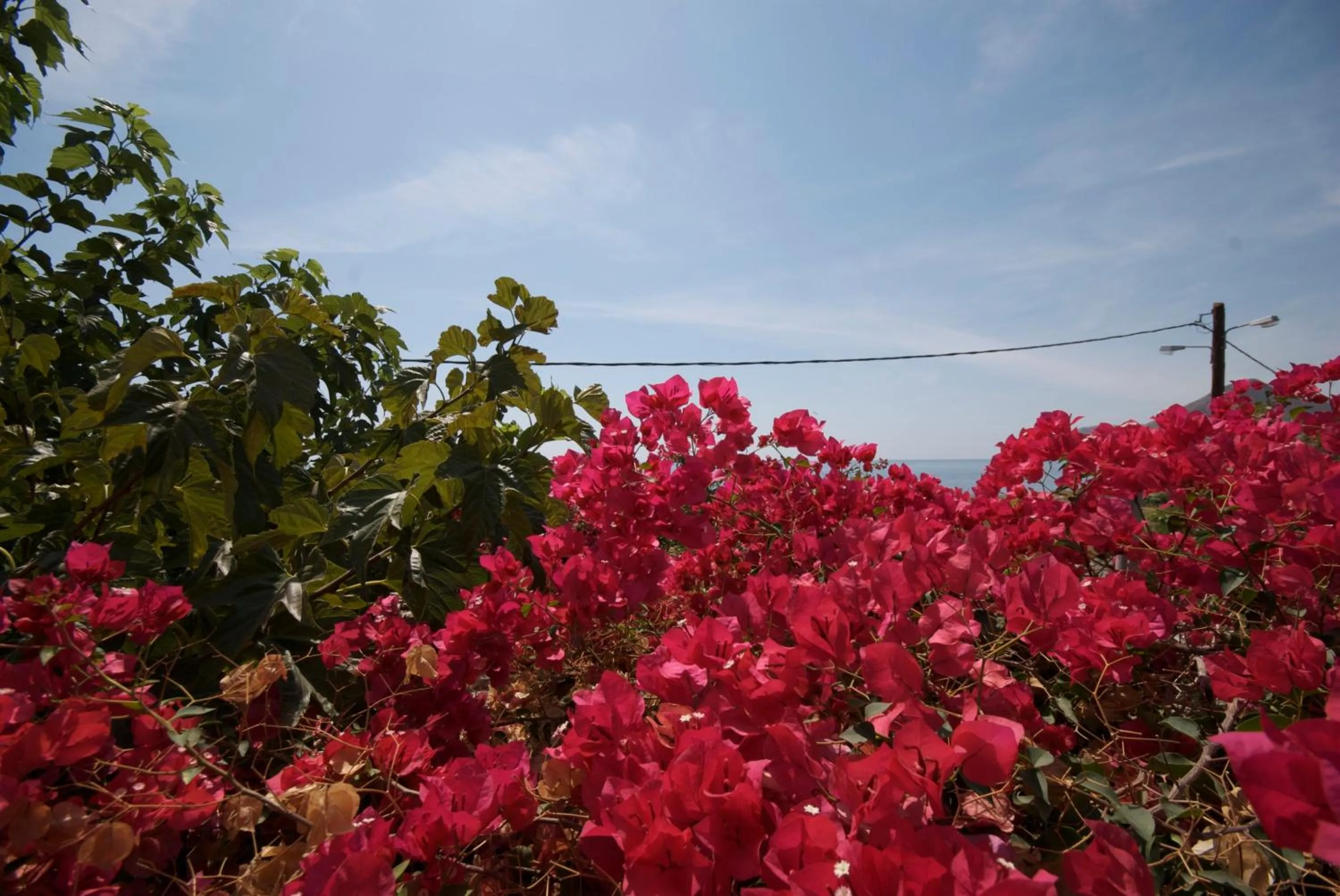 Garden in Sarikampos Beach