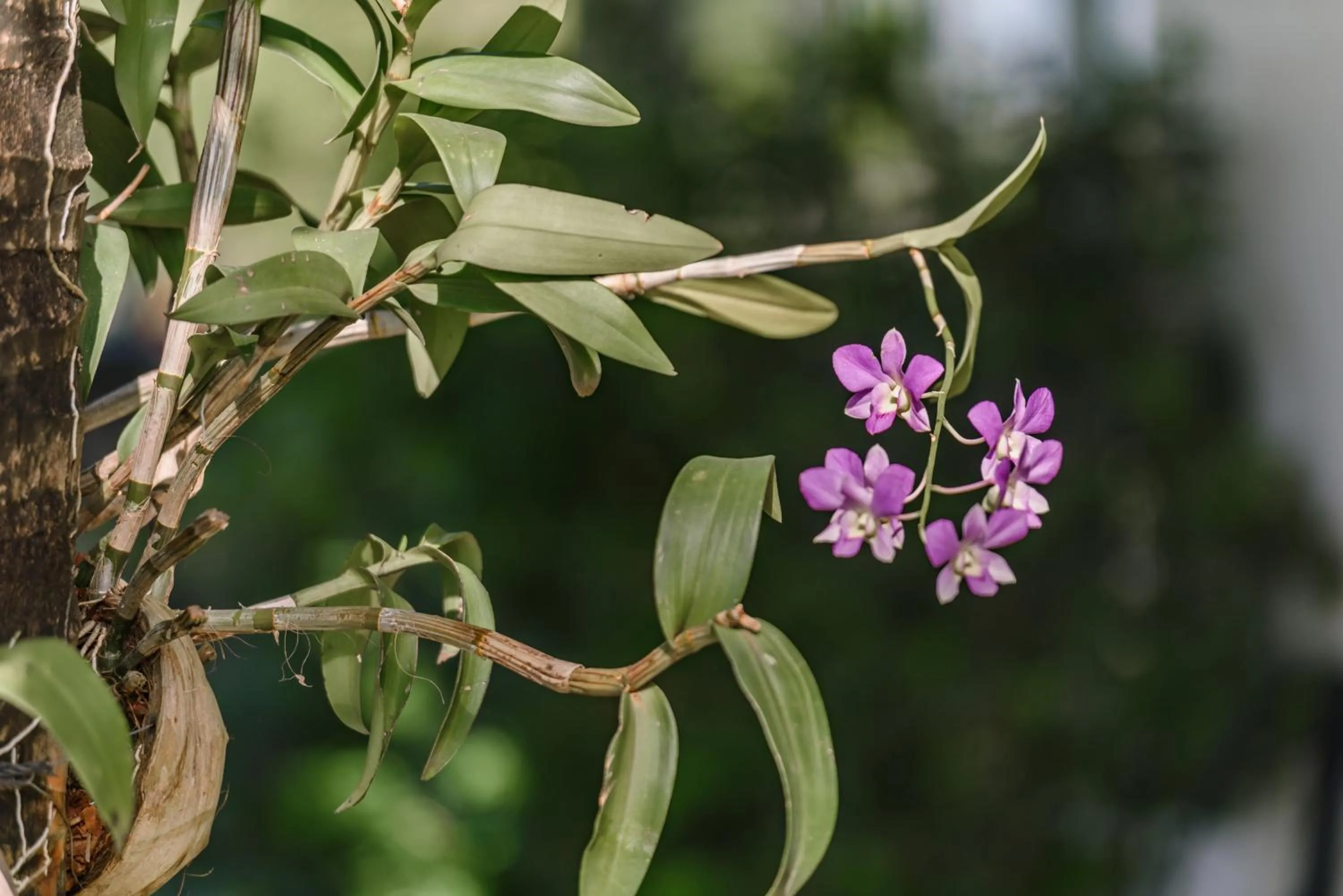 Garden in Phka Kravan Boutique