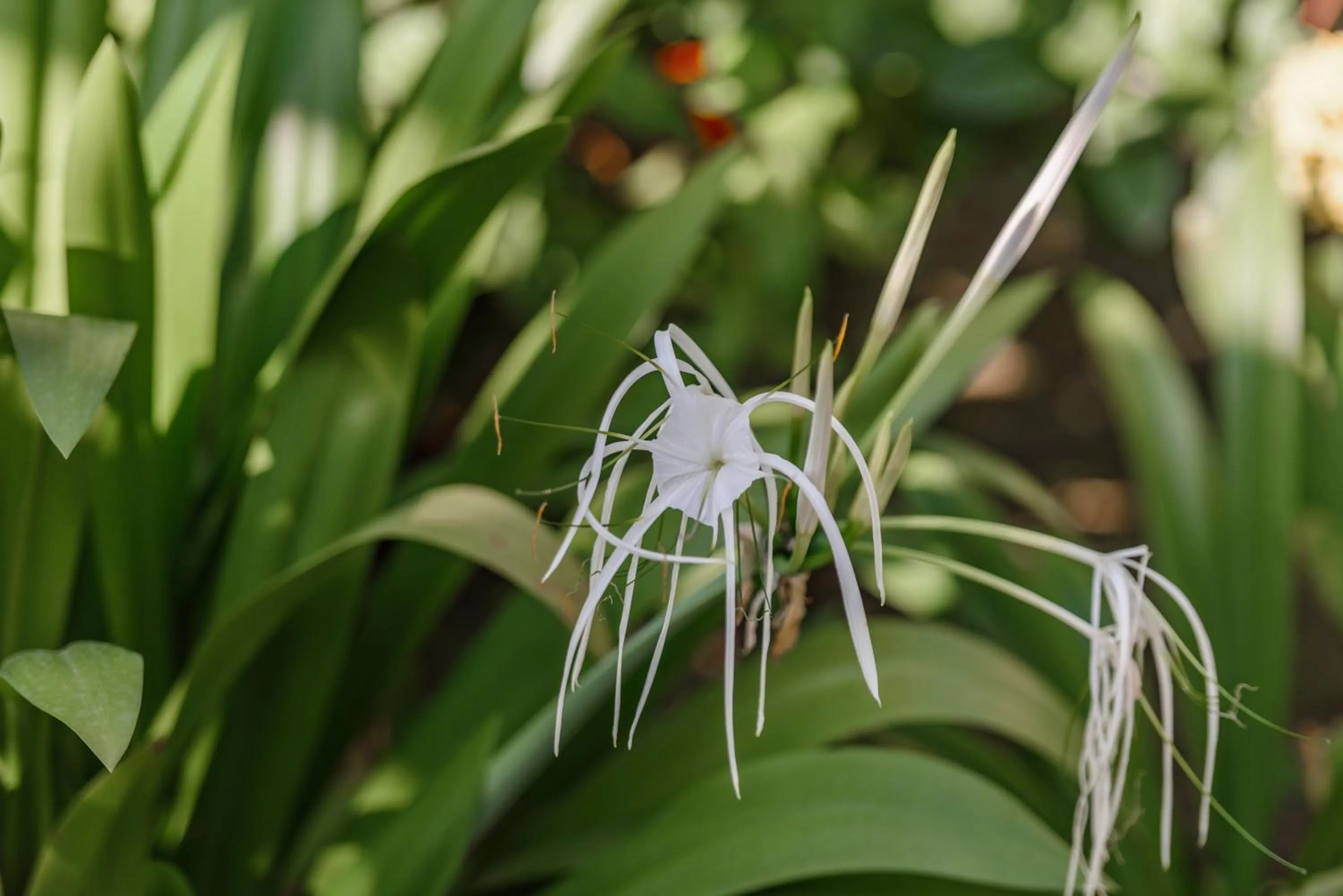 Garden view in Phka Kravan Boutique