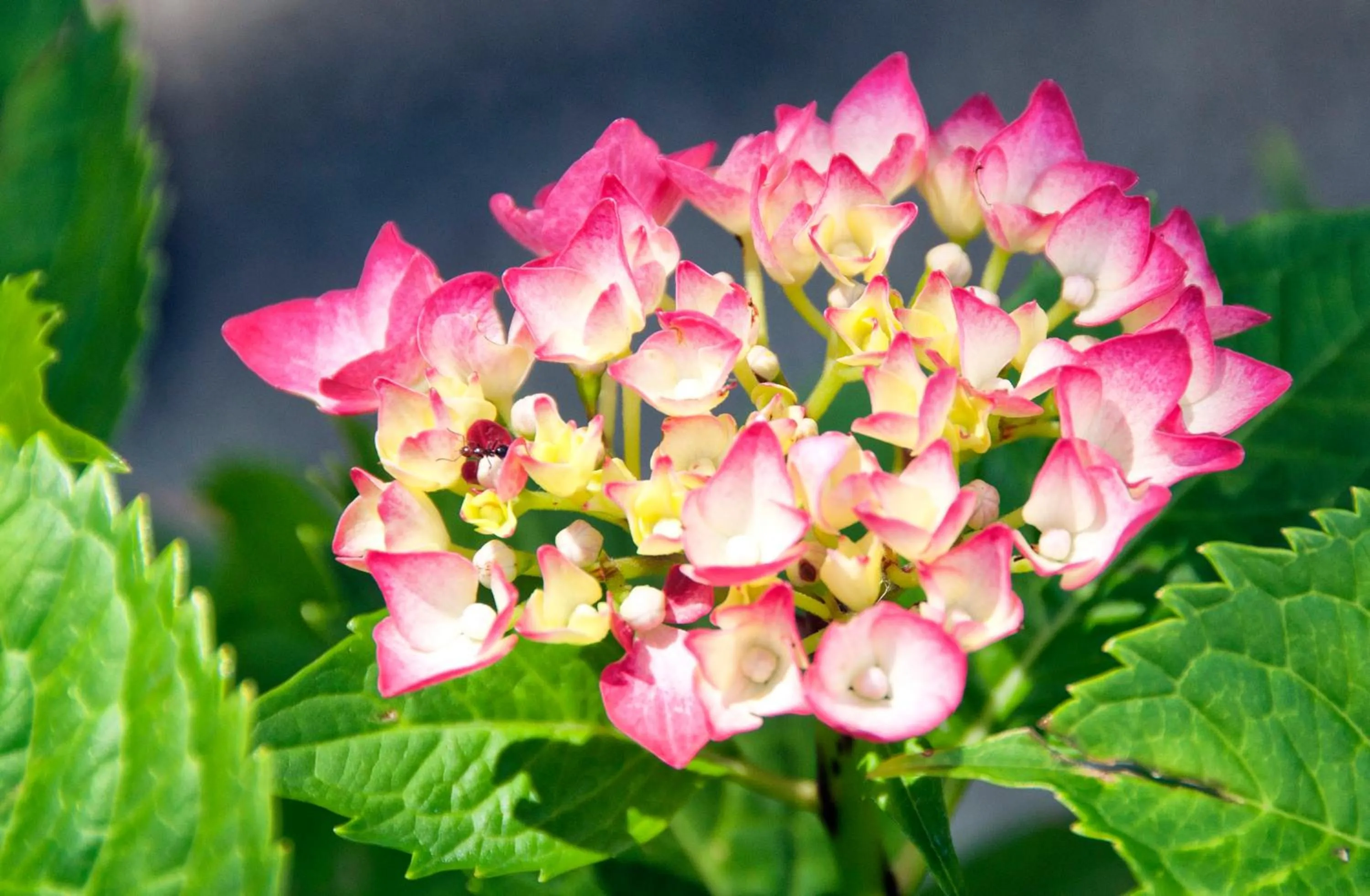 Garden in Le Bassotte b&b