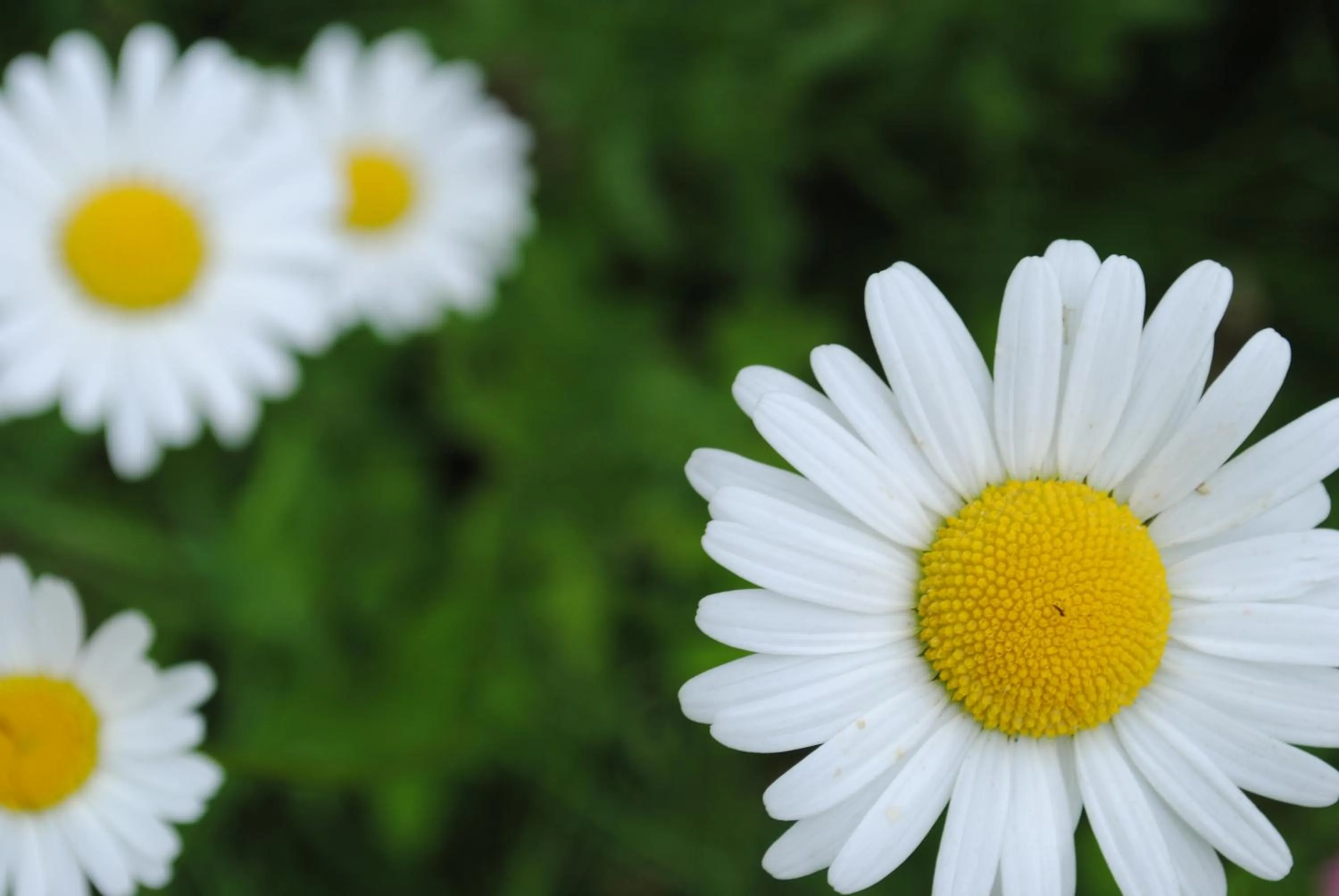 Natural landscape in Flambacher Mühle