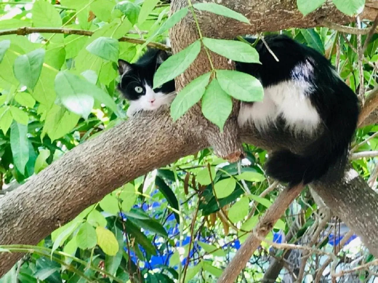 Animals in Hotel Posada Señor Mañana