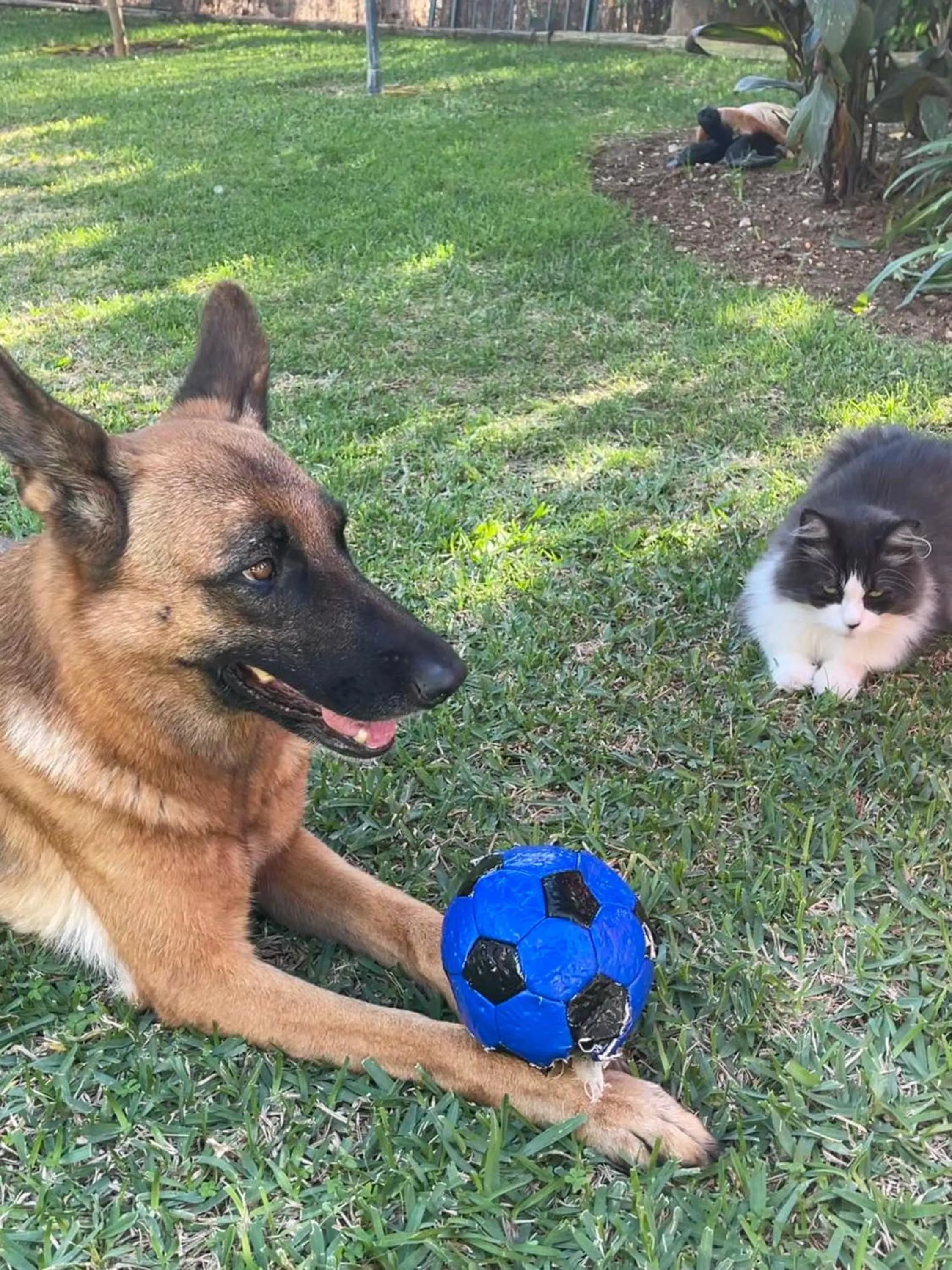Pets in Casa Flora - Mijas Costa - Andalusië