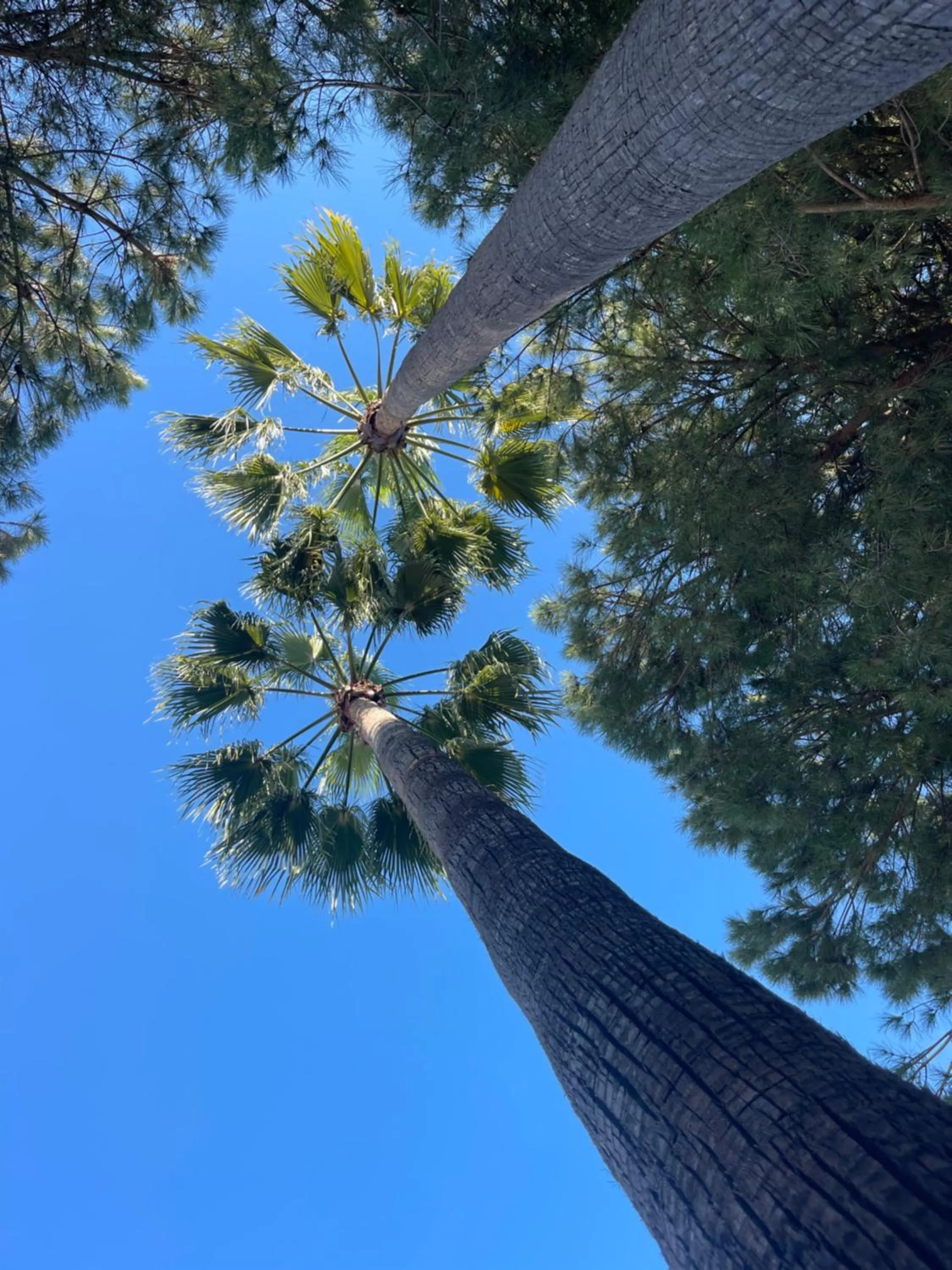 Garden in Casa Flora - Mijas Costa - Andalusië