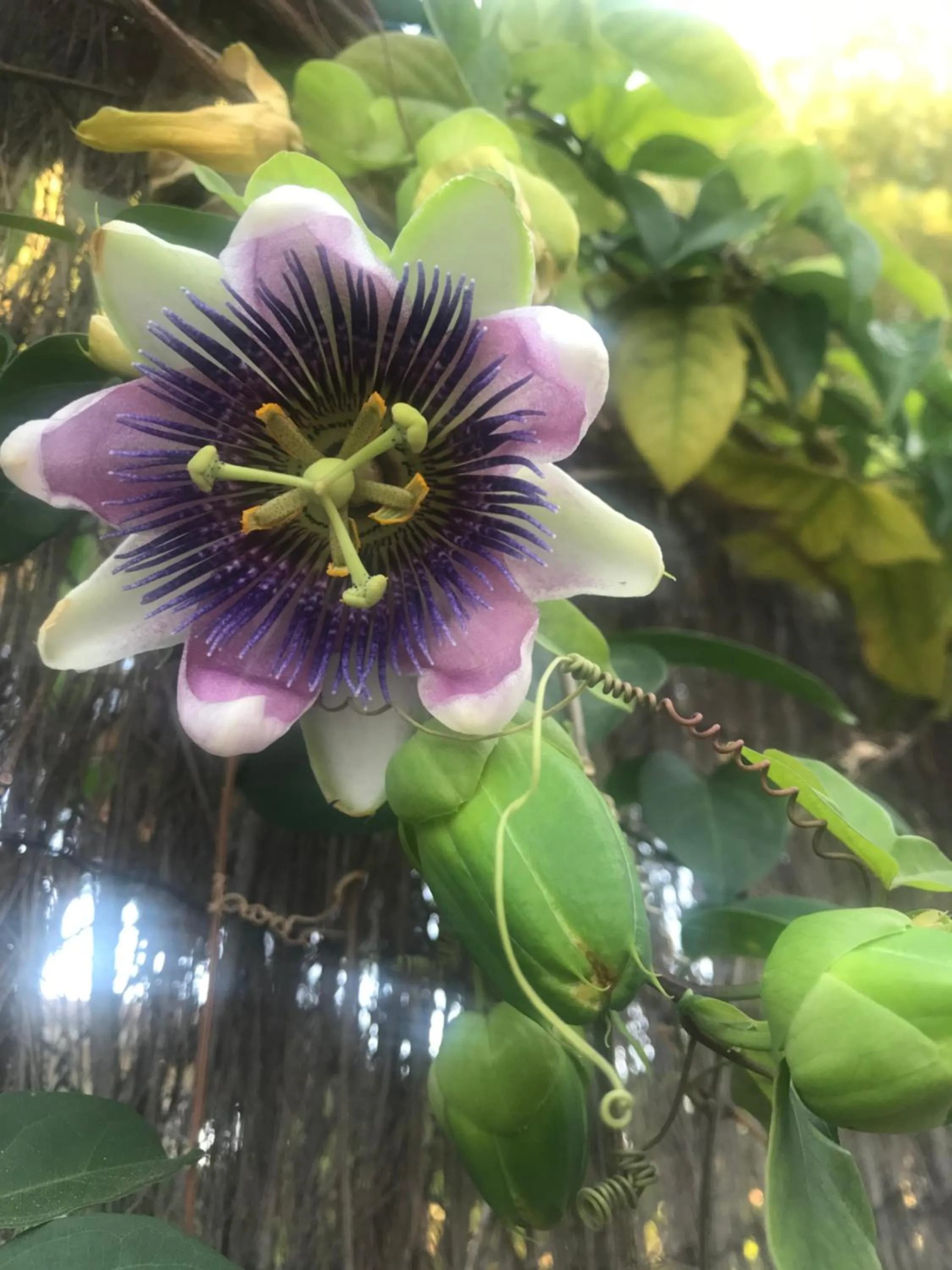 Garden in Casa Flora - Mijas Costa - Andalusië