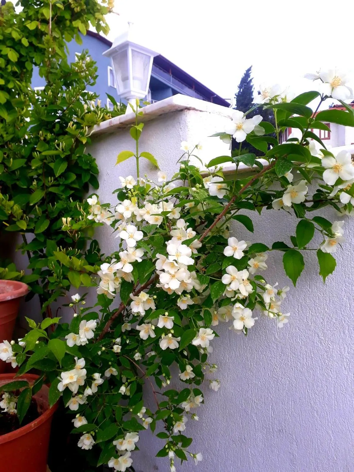 Spring in Paradise House