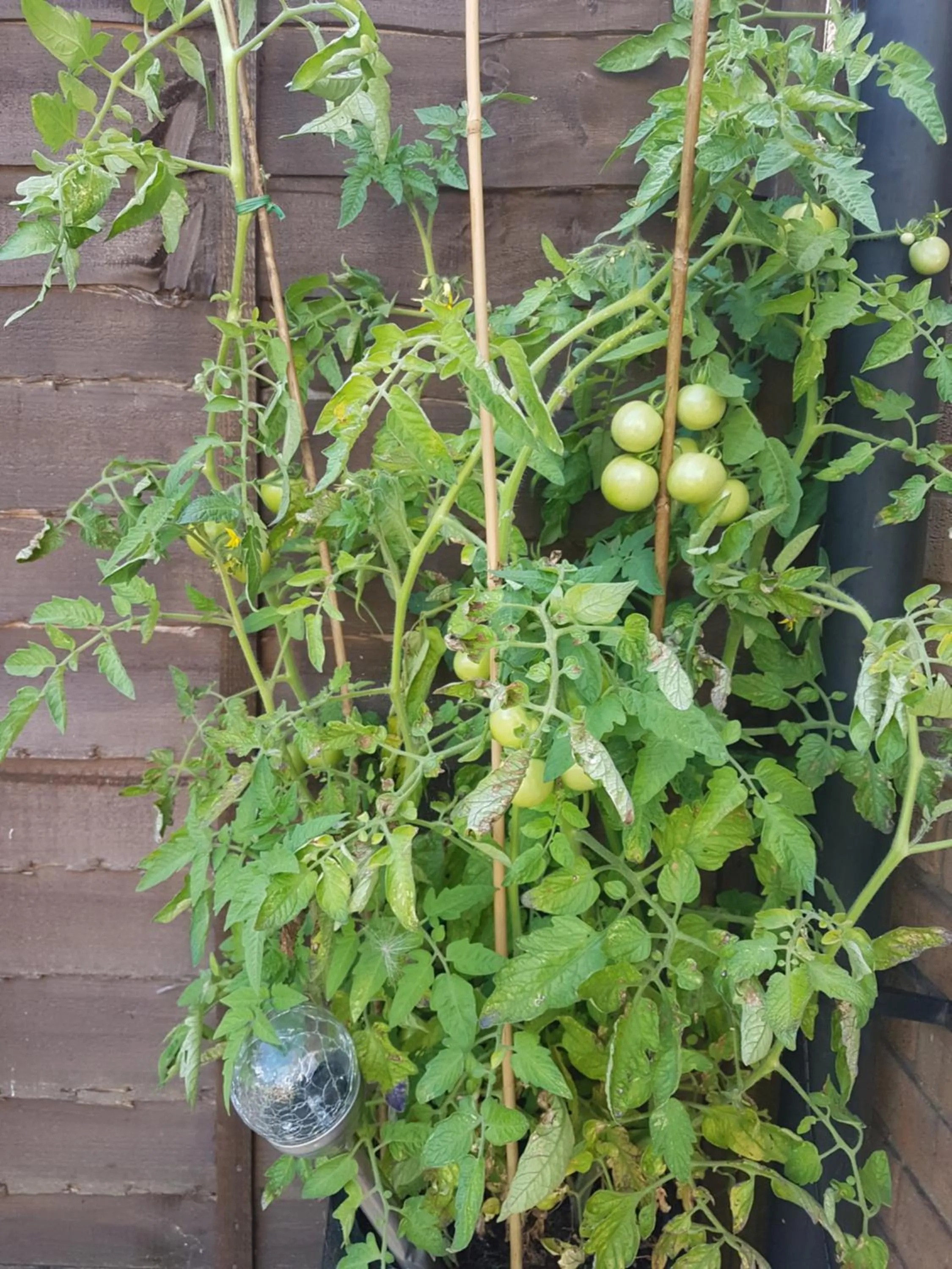 Food close-up in Debonair bnb @33