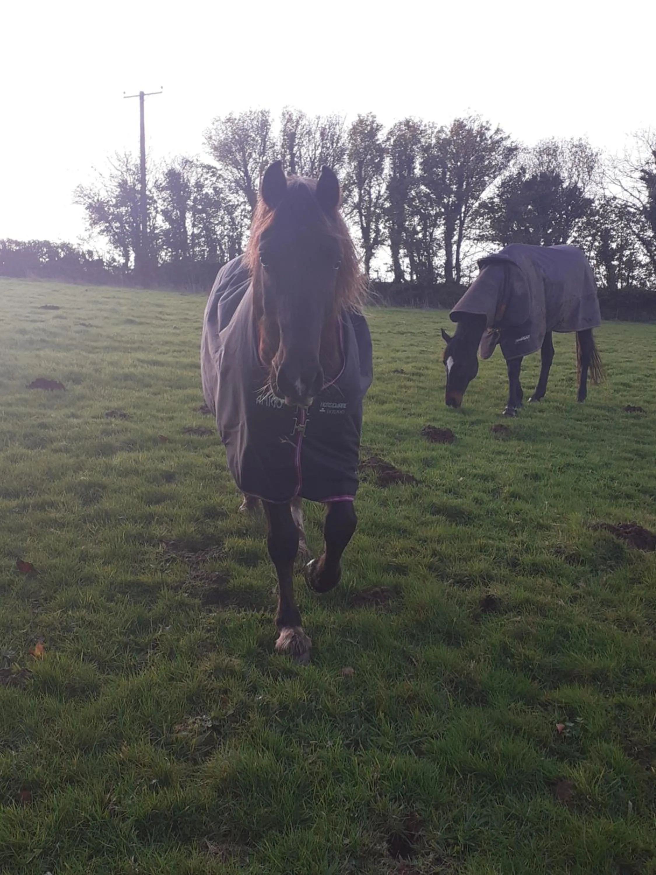 Animals in Witherhill Granary