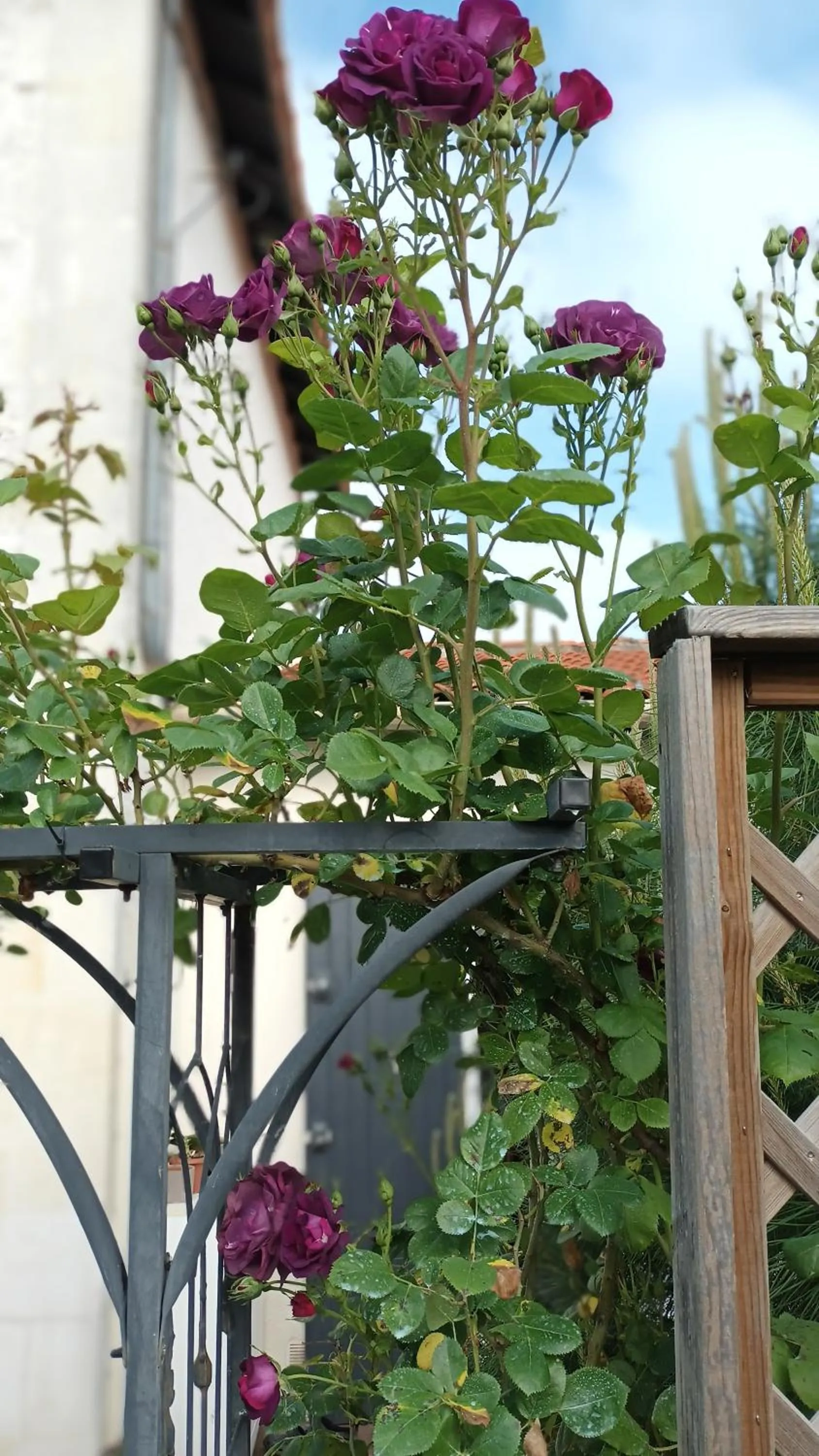 Garden in Le Clos des Passiflores