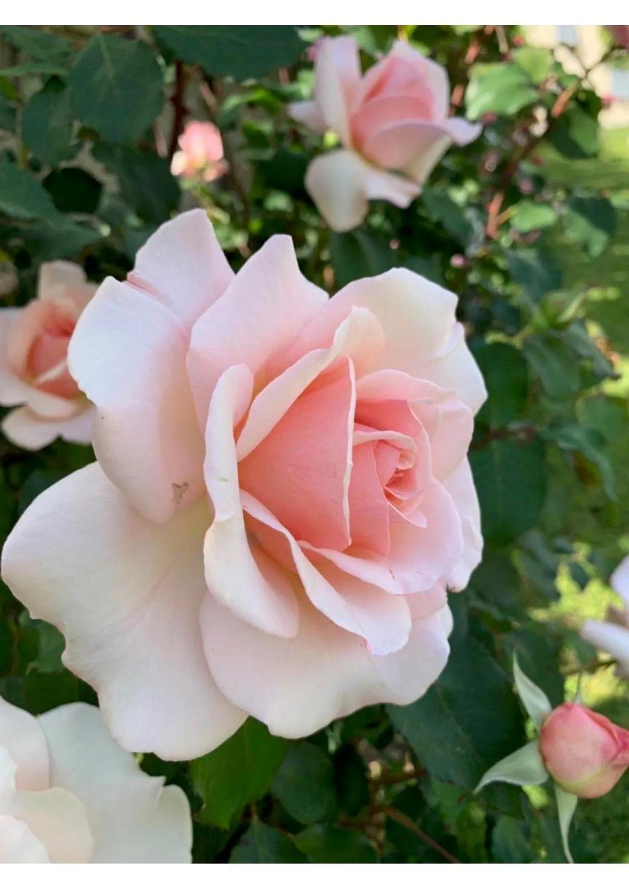 Garden in Villa La Preziosa