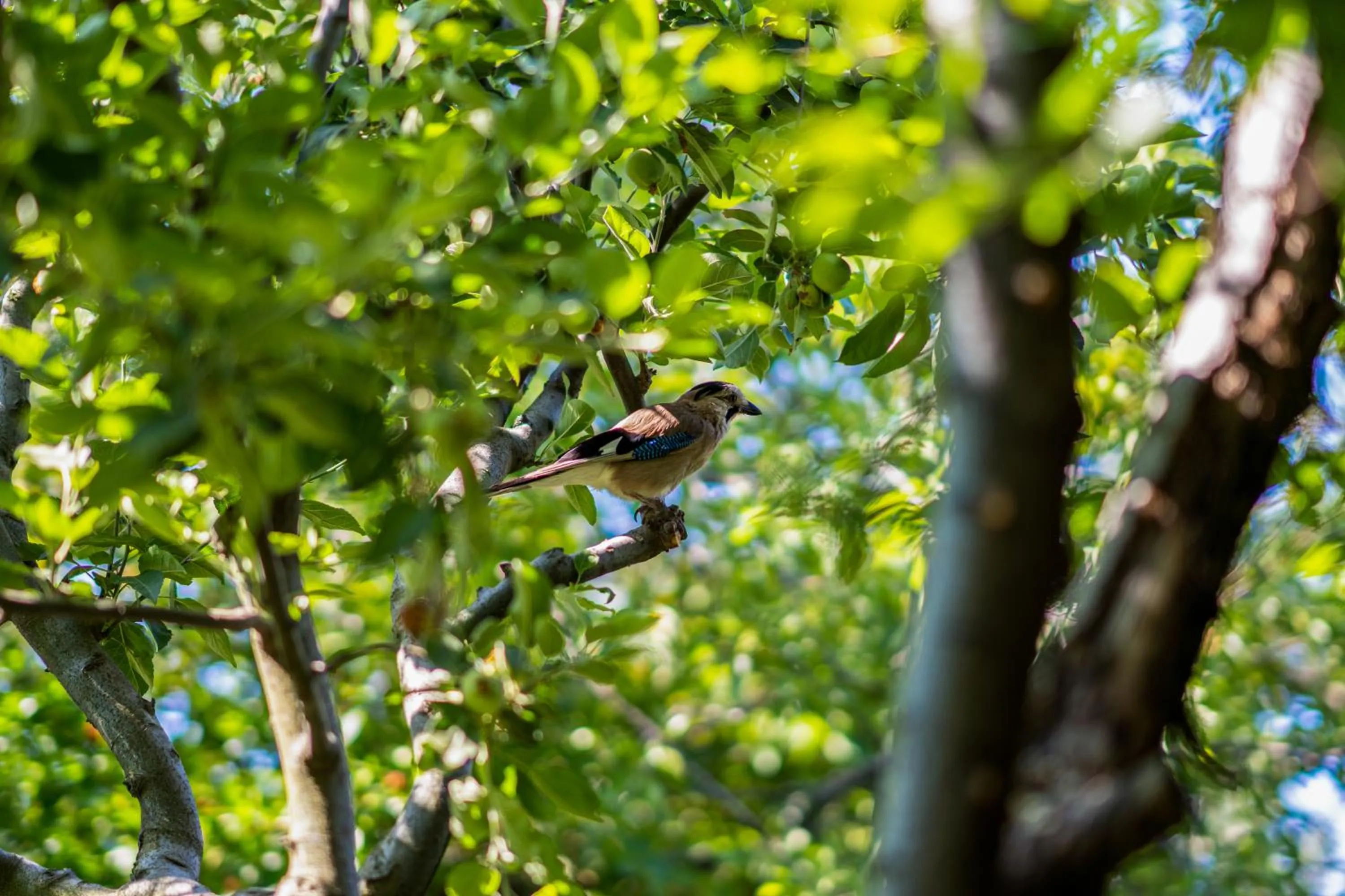Garden in Gurel Garden House