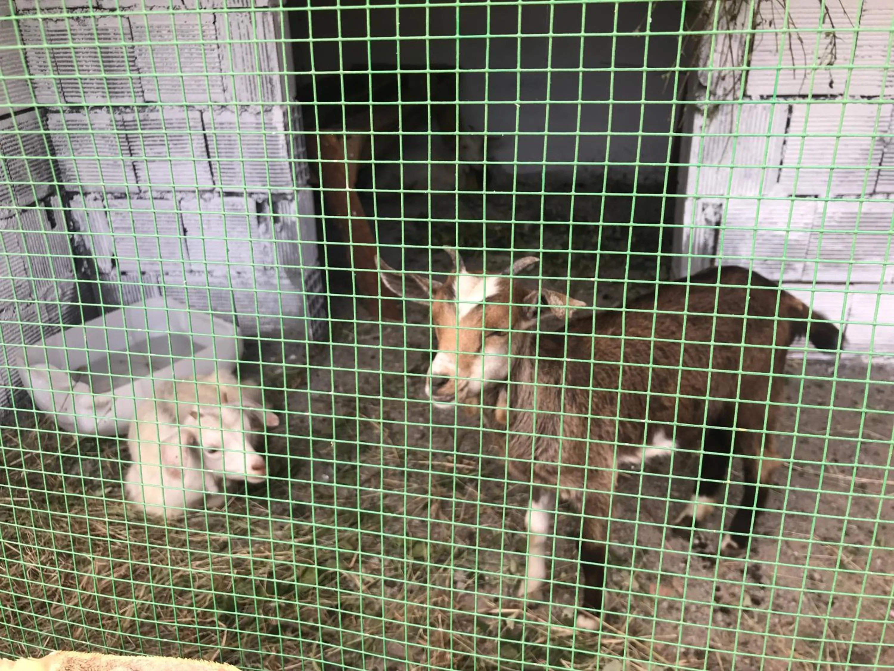 Animals in Kazdaglari Ida Natura Bungalov Hotel