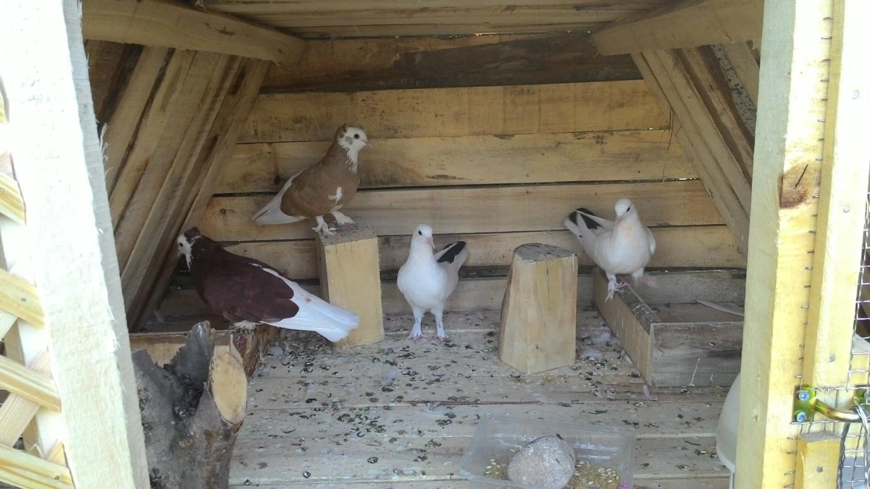 Pets in Kazdaglari Ida Natura Bungalov Hotel