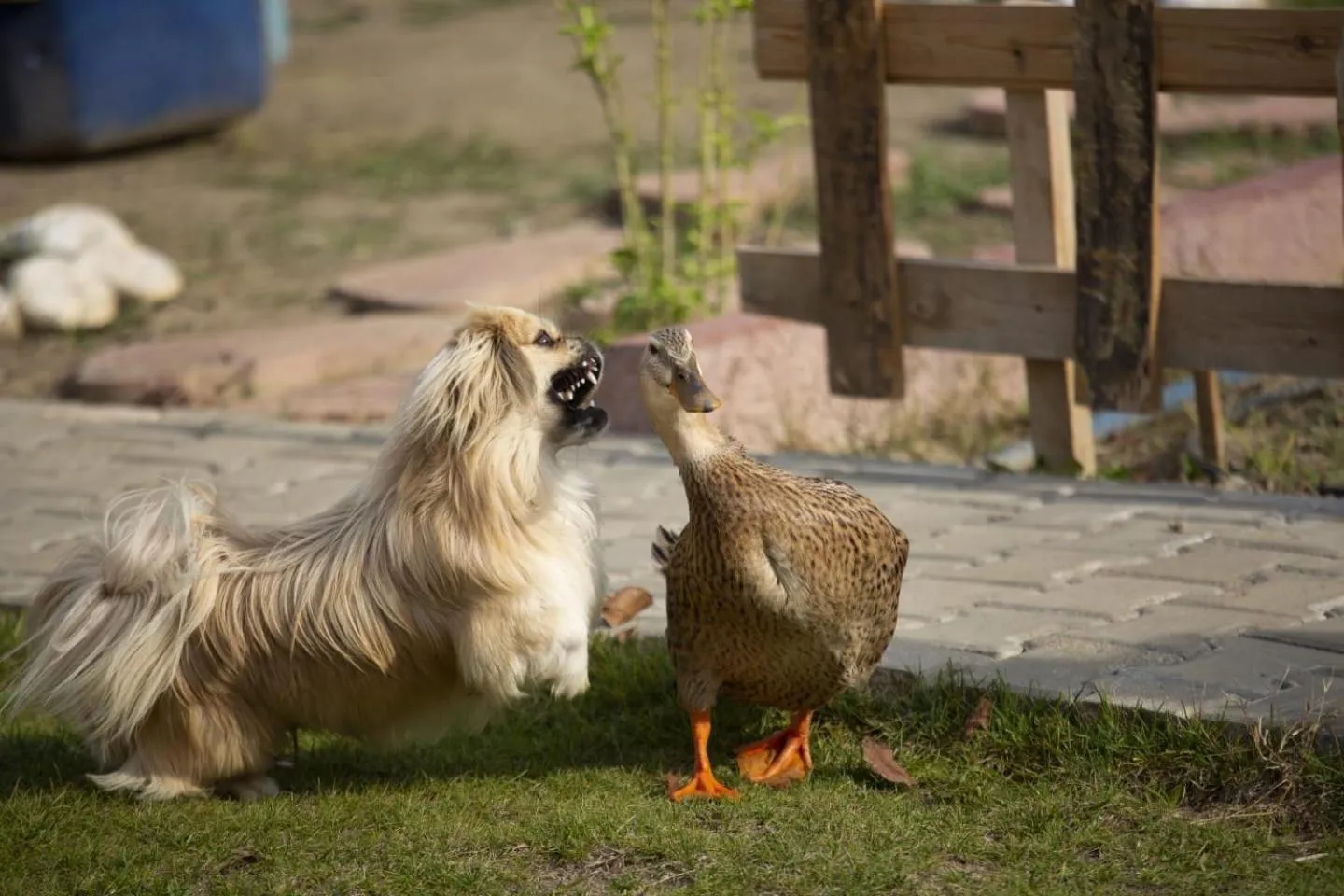 Animals in Kazdaglari Ida Natura Bungalov Hotel