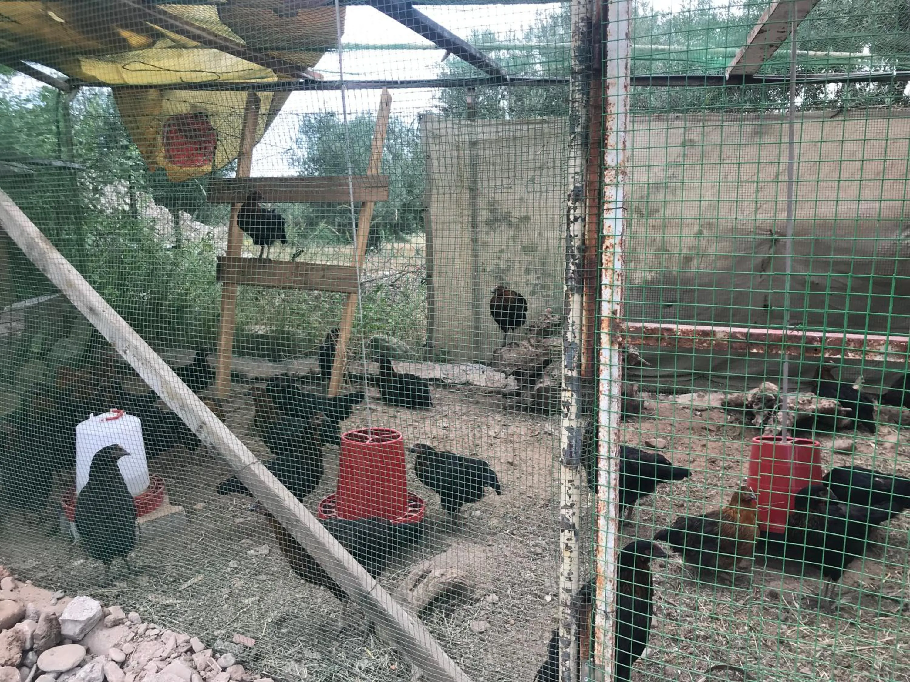 Animals in Kazdaglari Ida Natura Bungalov Hotel