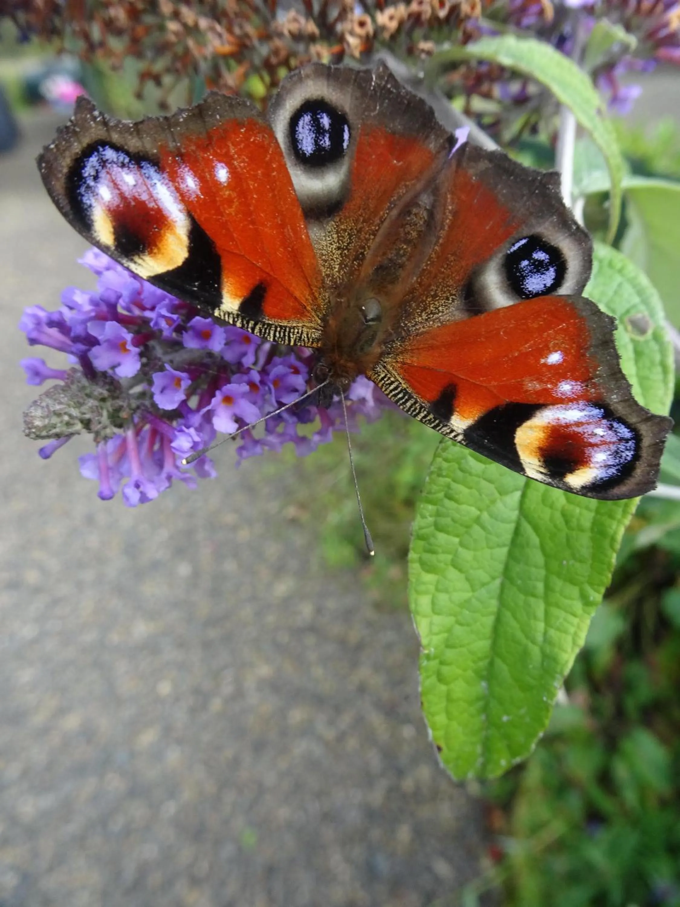 Natural landscape in Black Burn Lodge B & B