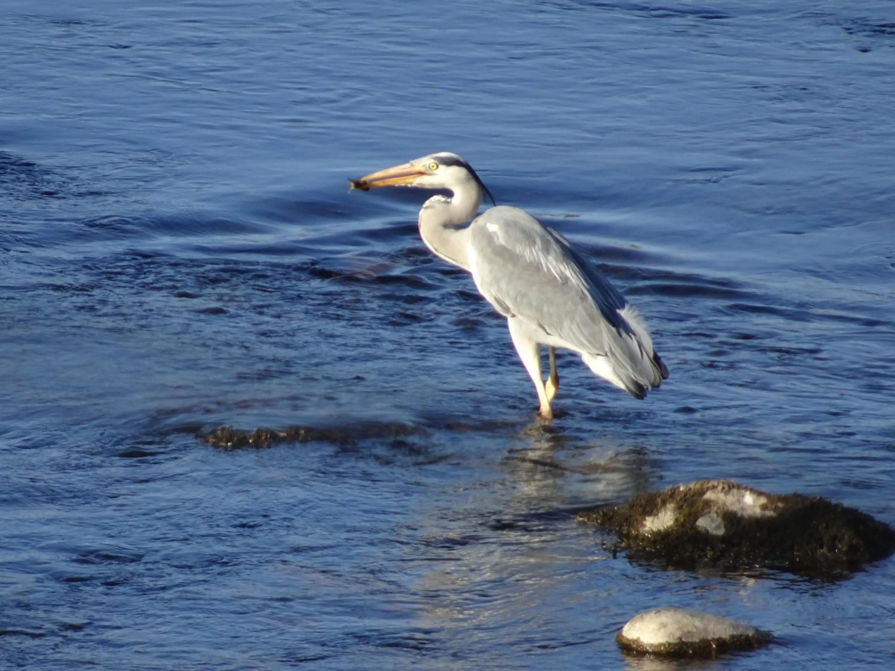 Garden in Black Burn Lodge B & B