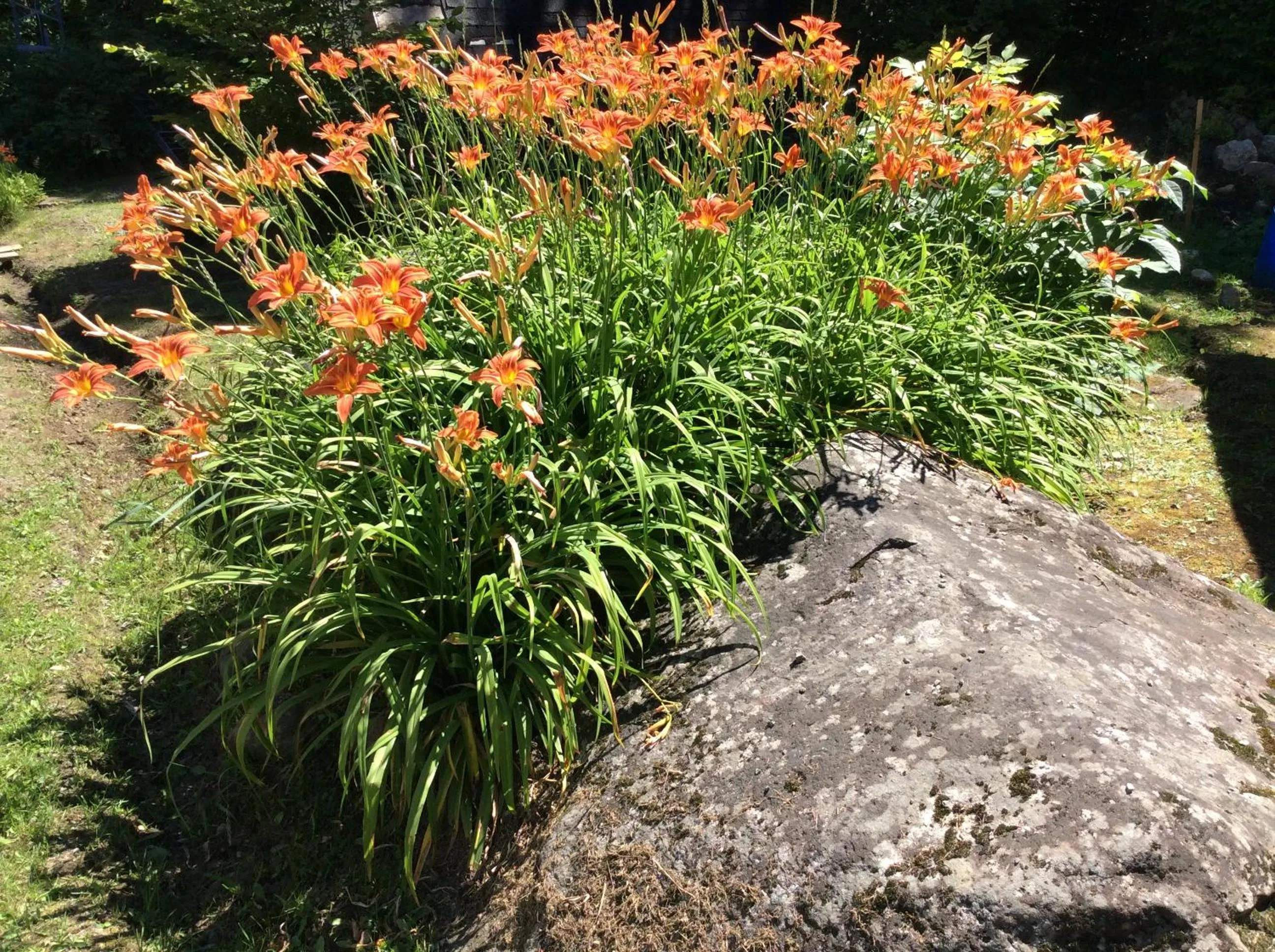 Natural landscape in Chez Lulu et Lutin