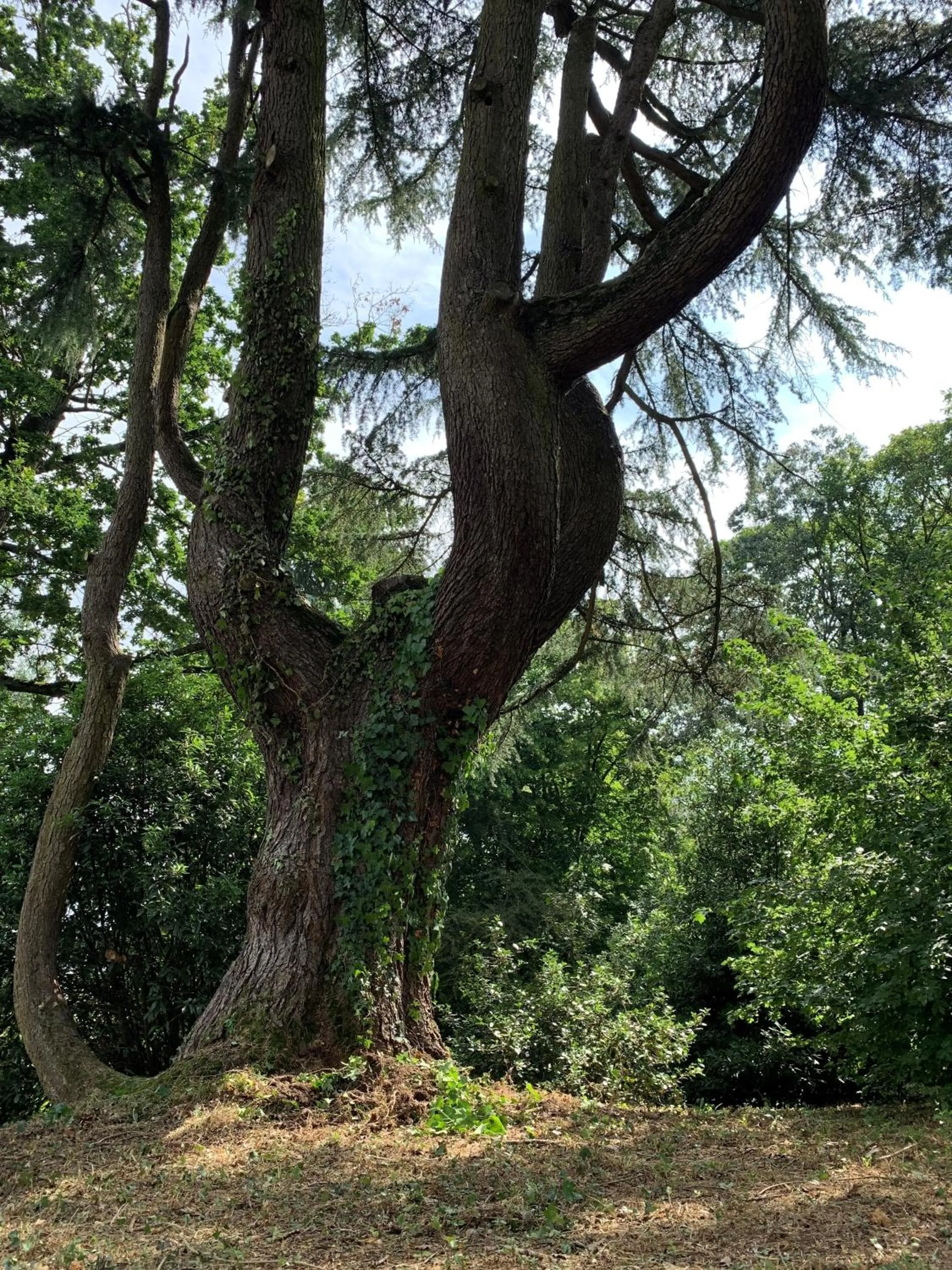 Garden in Le Château des Forges