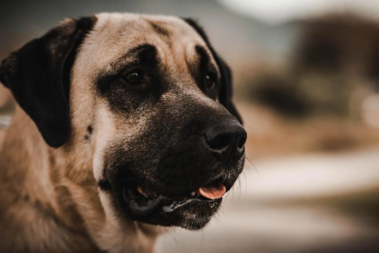 Pets in Stirling House