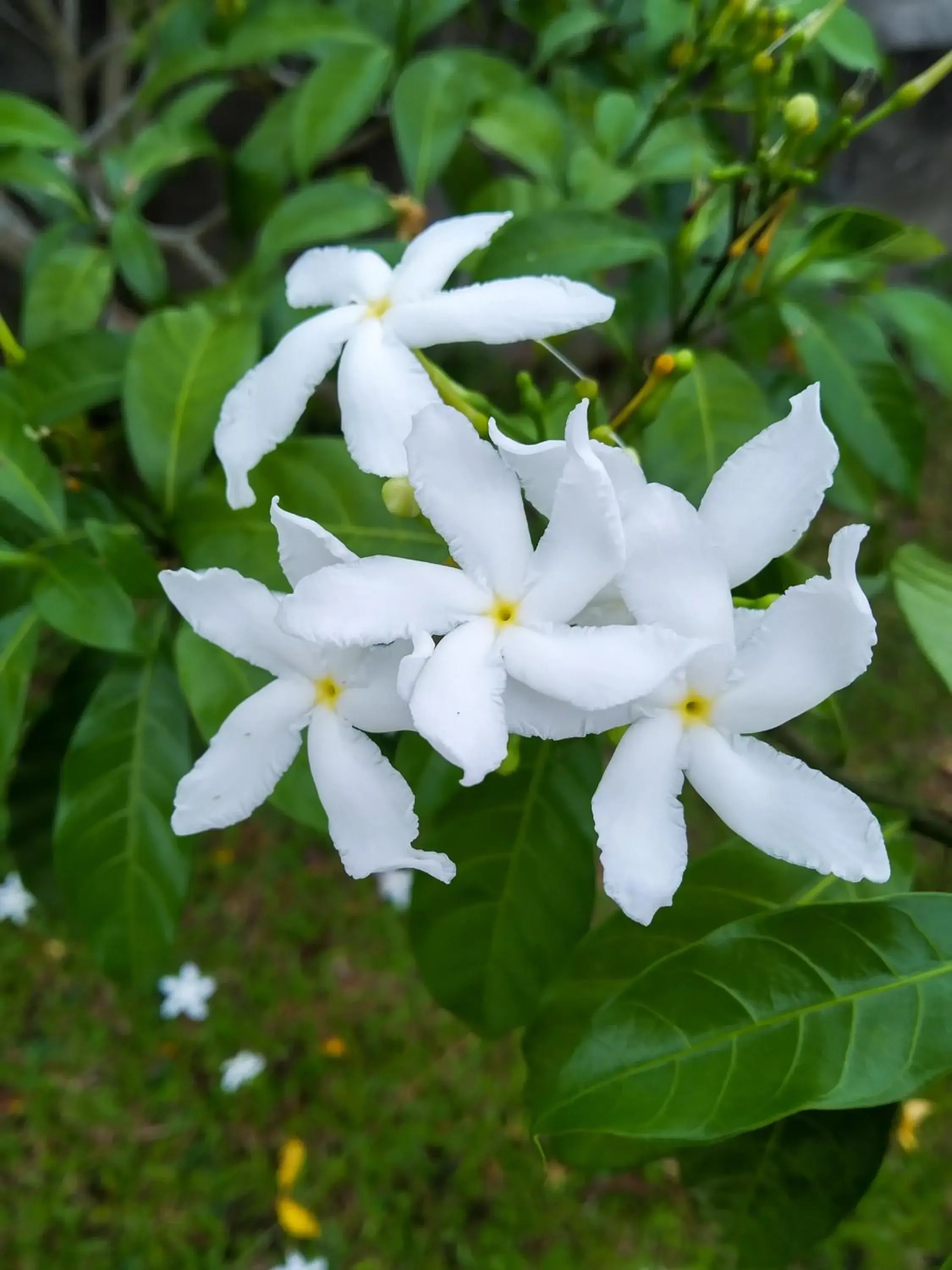 Garden in Rafflesia Resort Garden in Rafflesia Resort