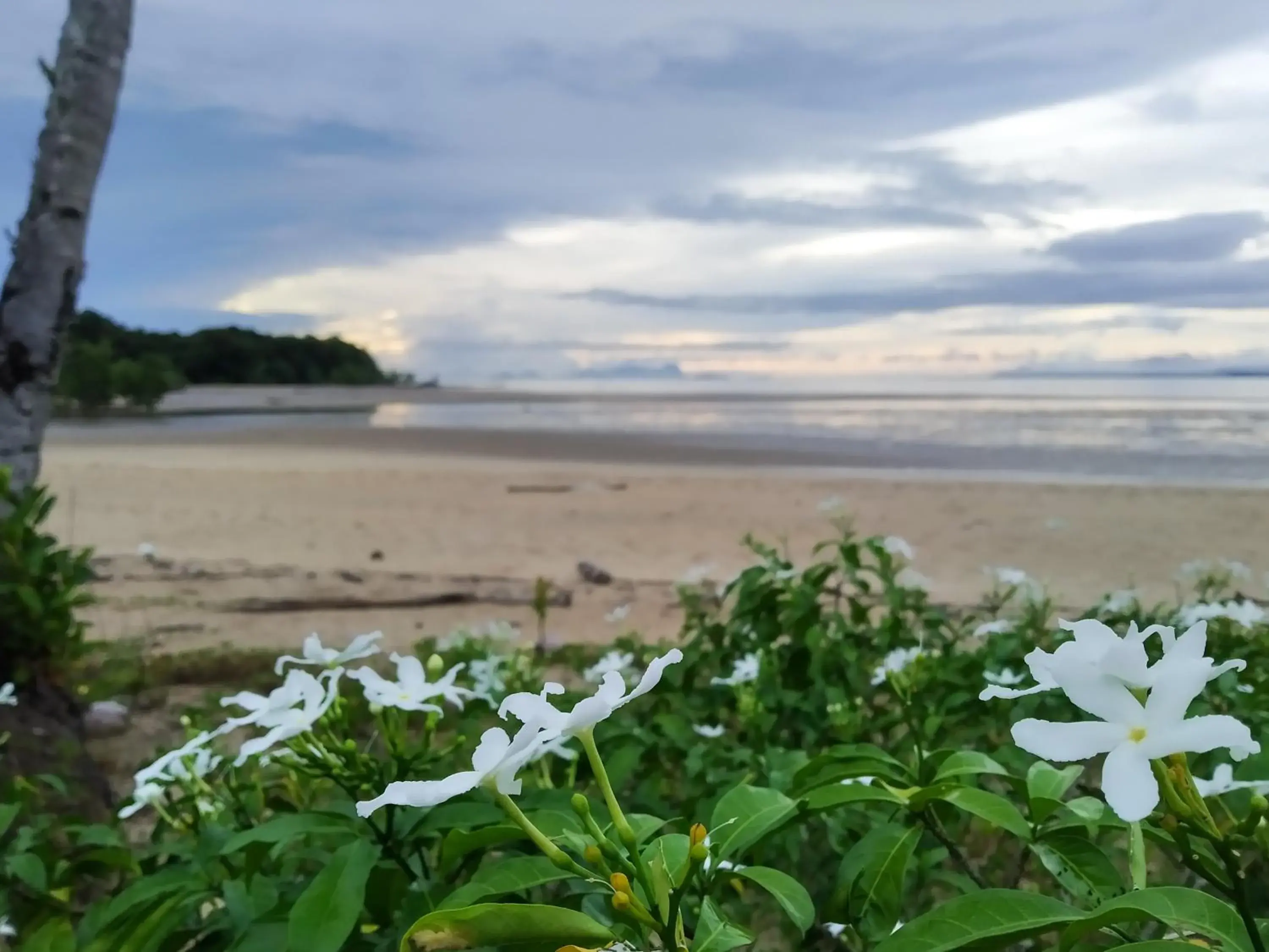 Beach in Rafflesia Resort Beach in Rafflesia Resort