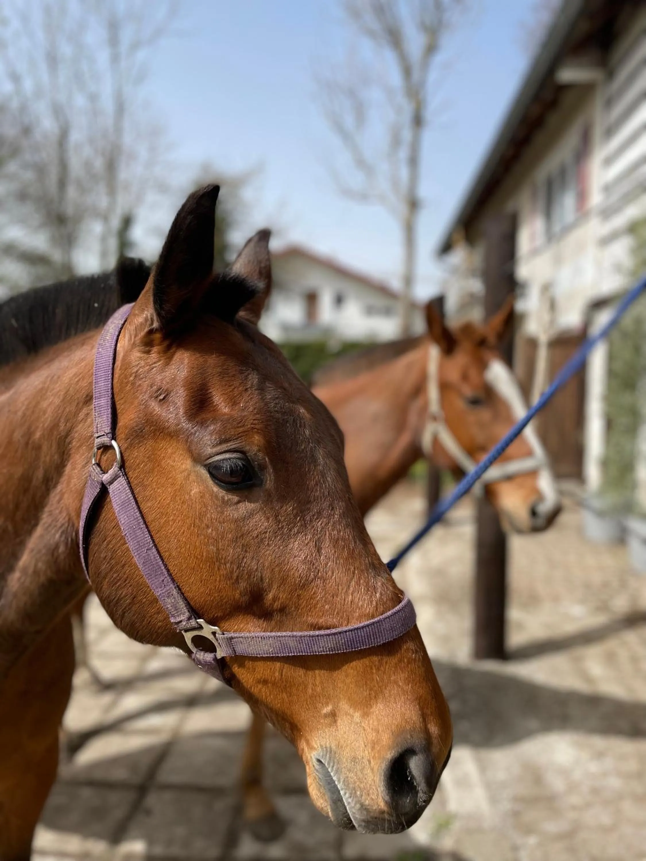 Horse-riding in Runas Hotel
