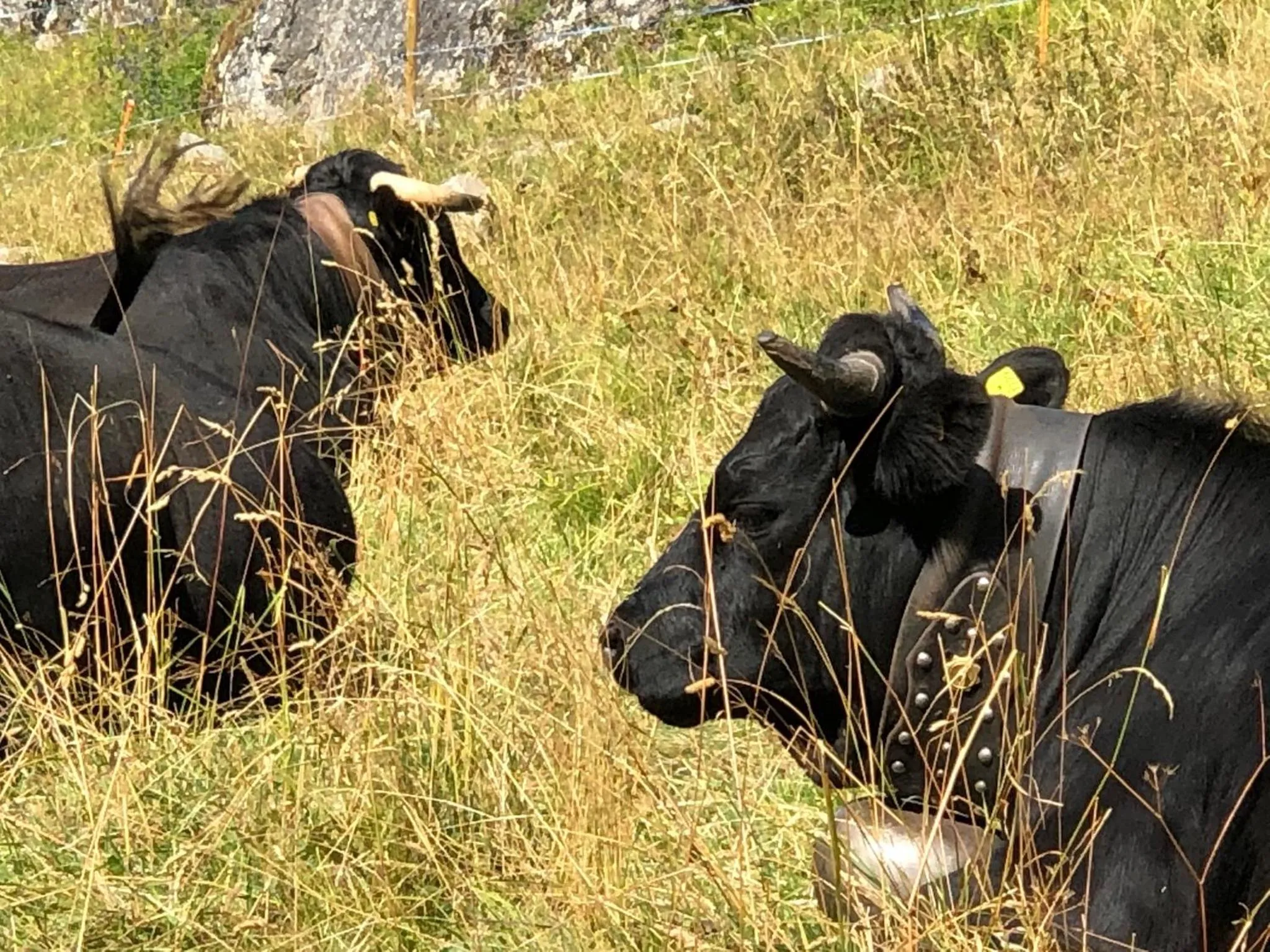 Natural landscape in Victoria Retreat