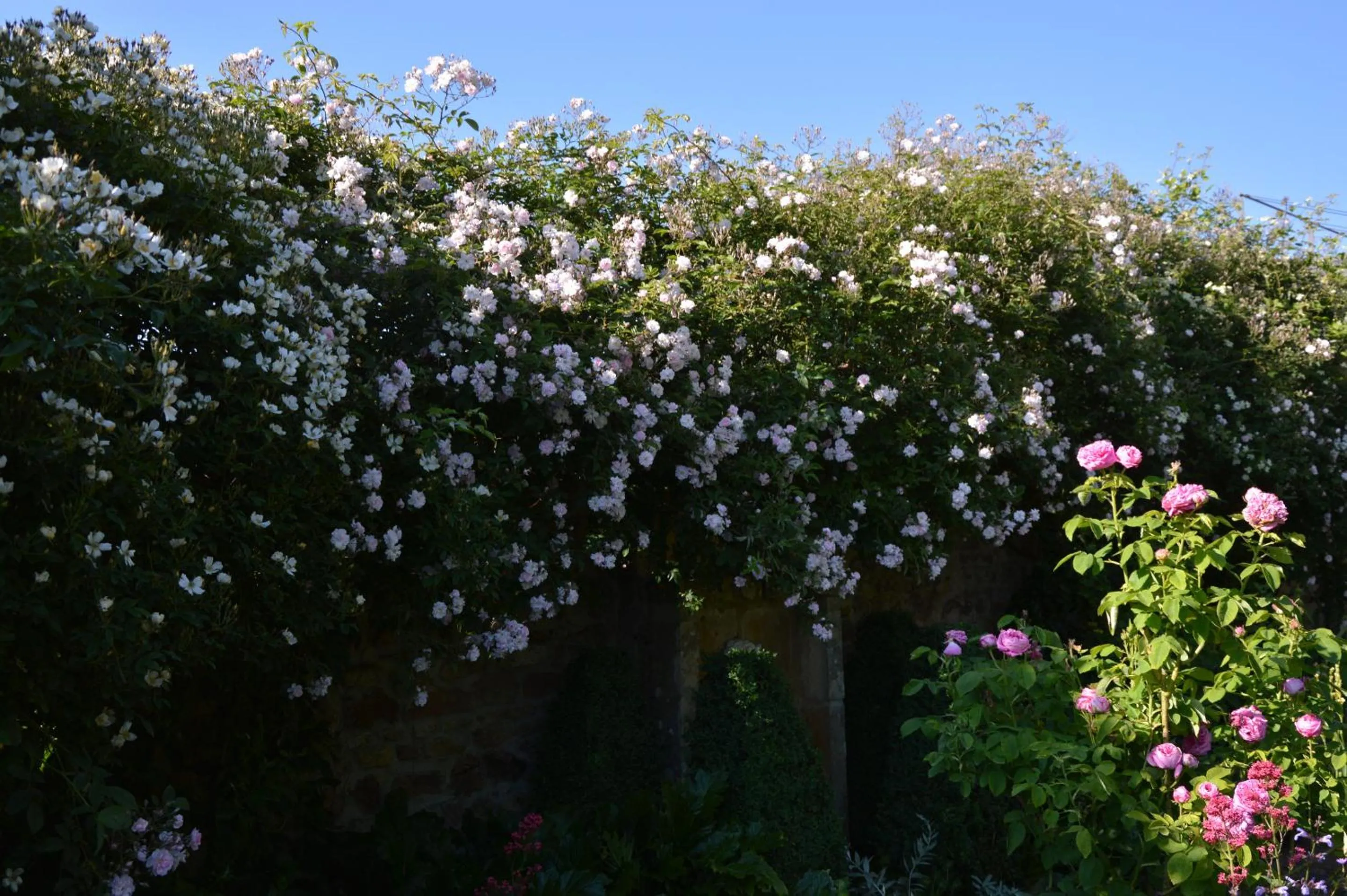 Garden in Maison d'hôtes - Les Tillets
