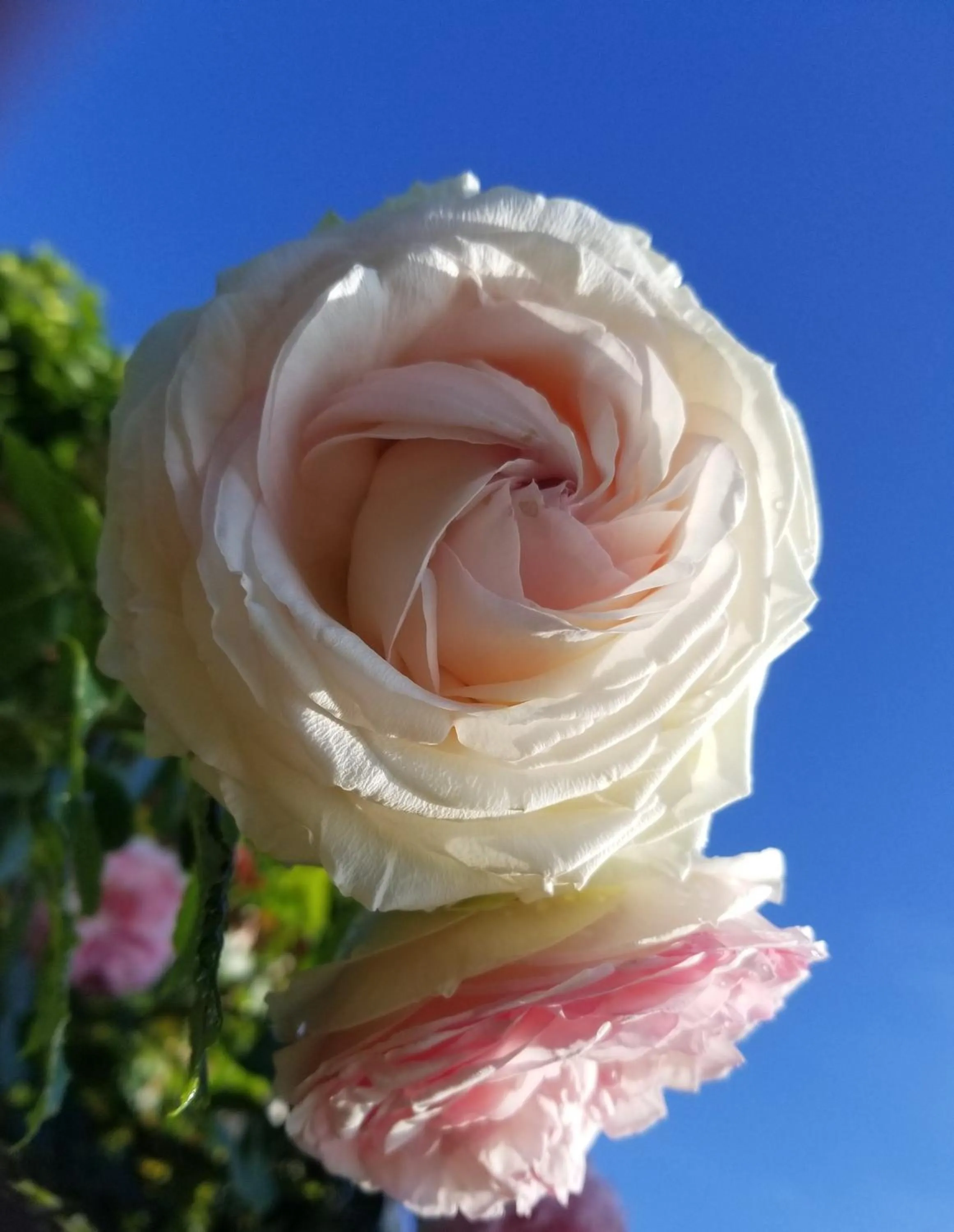 Garden in chambre d'hôtes de charme, un temps en forêt