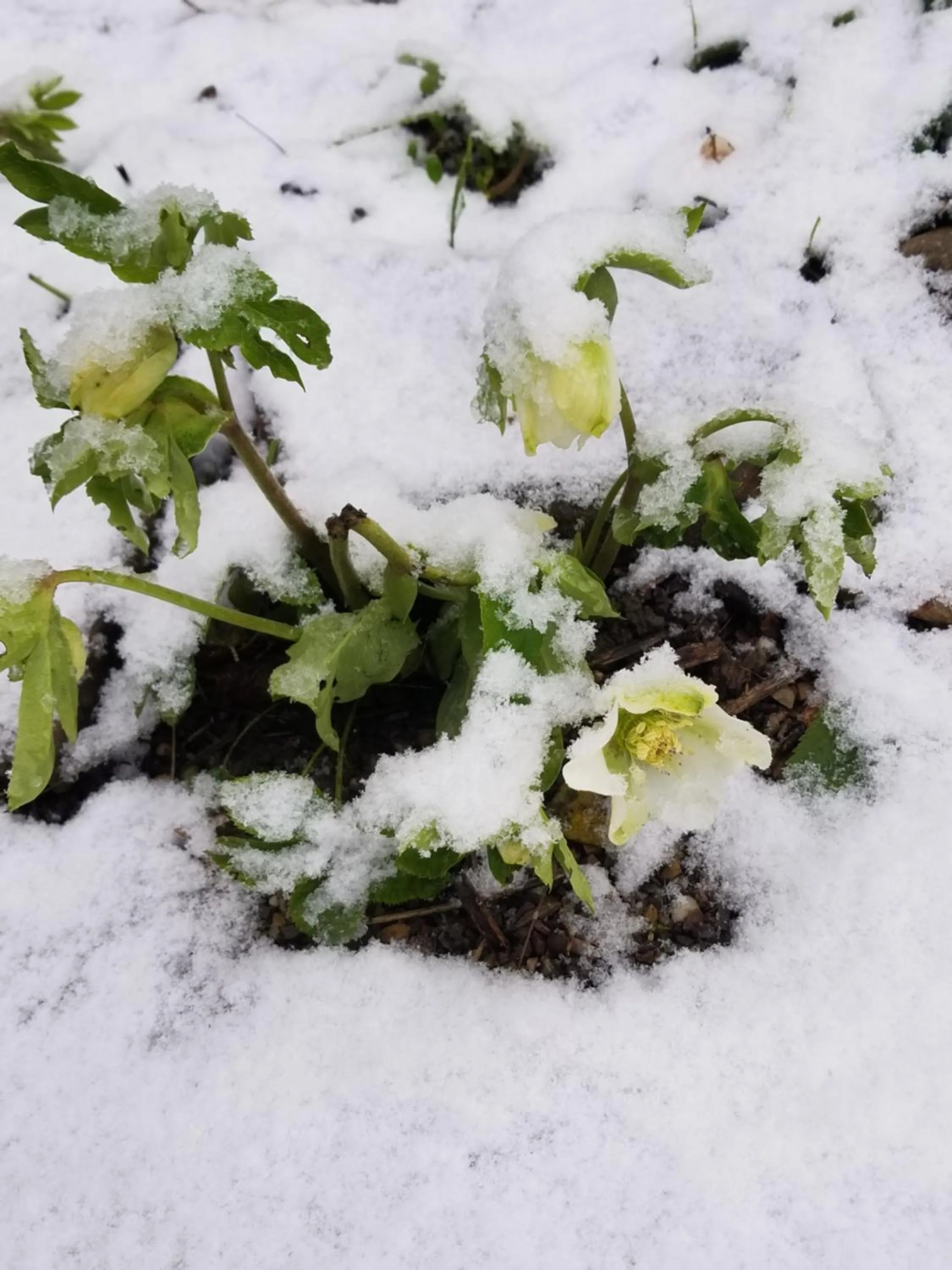 Winter in chambre d'hôtes de charme, un temps en forêt