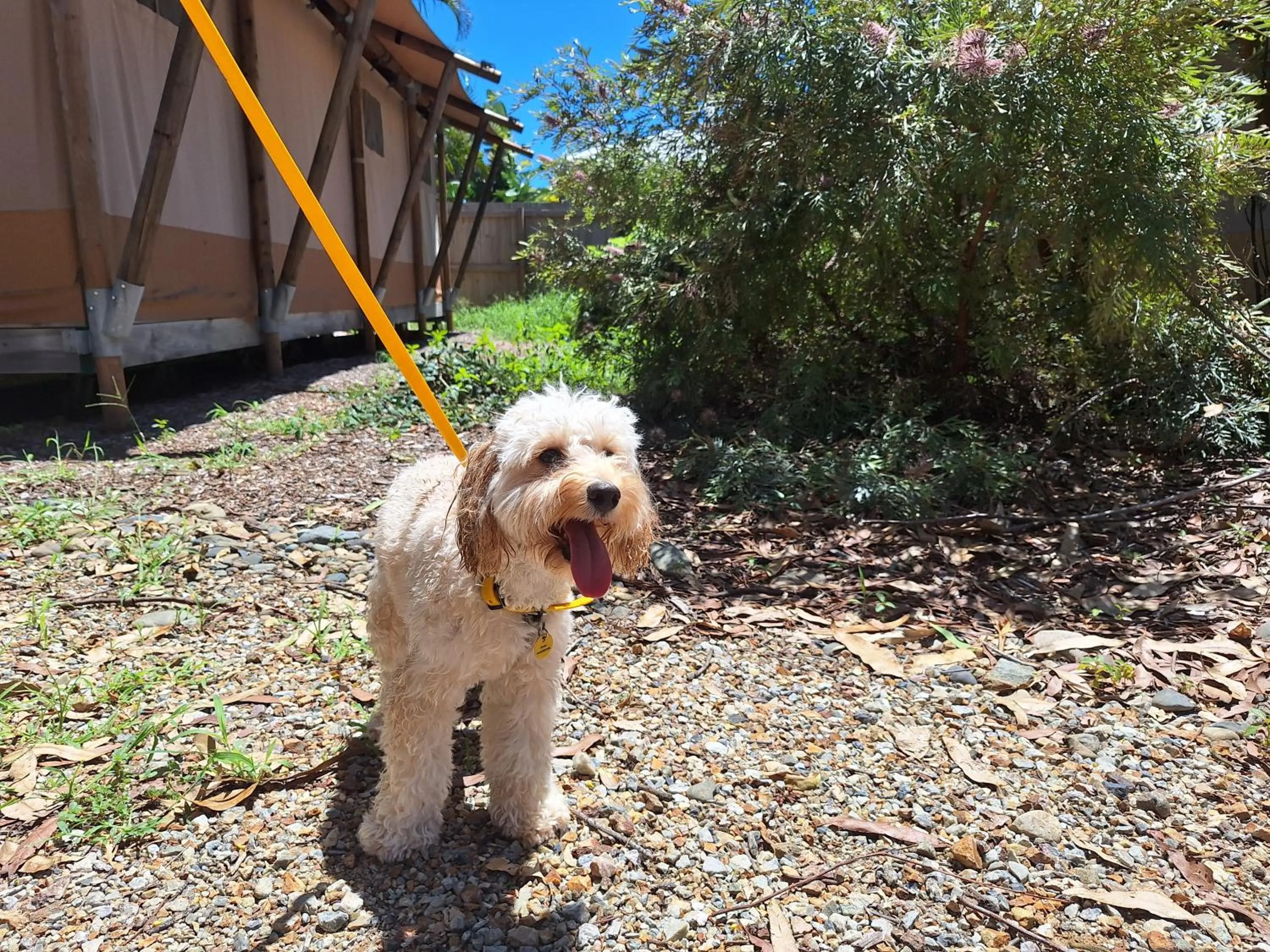 Pets in Ballina Beach Nature Resort